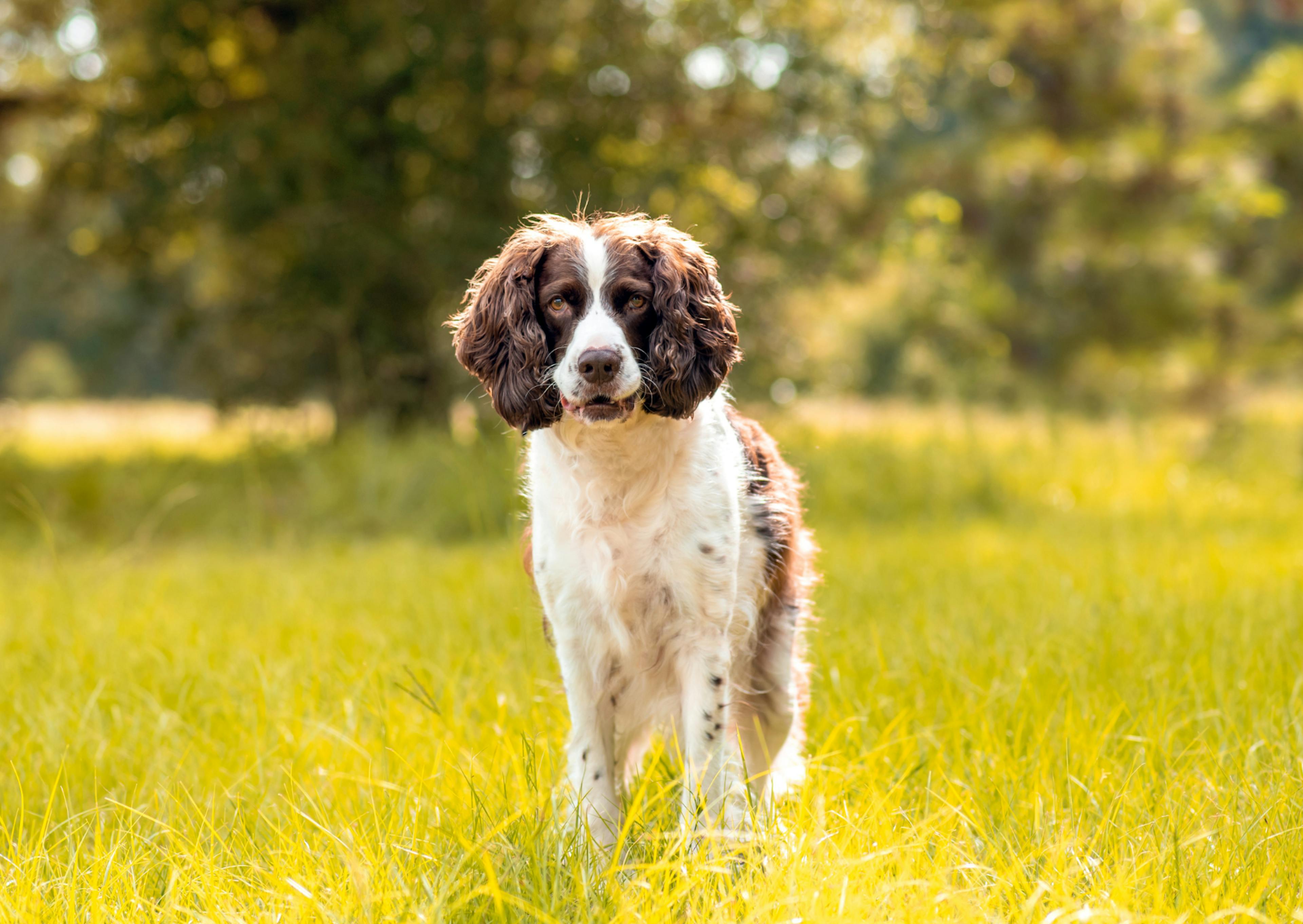 Springer Anglais debout dans un champs d'herbes fraîches, il est attentif à ce qui se passe devant lui et hausse les oreilles