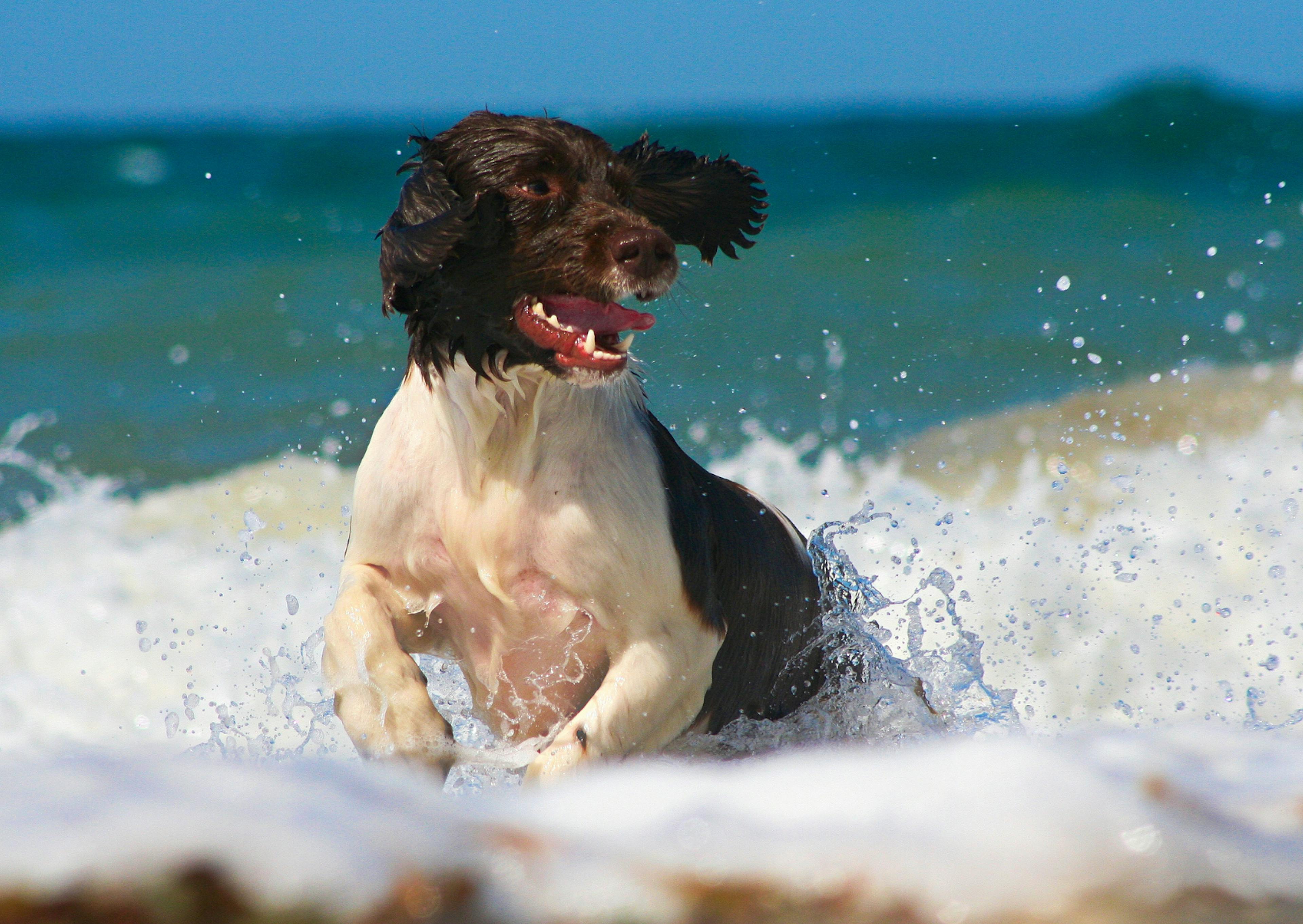 Springer Anglais qui court dans les vagues de la mer