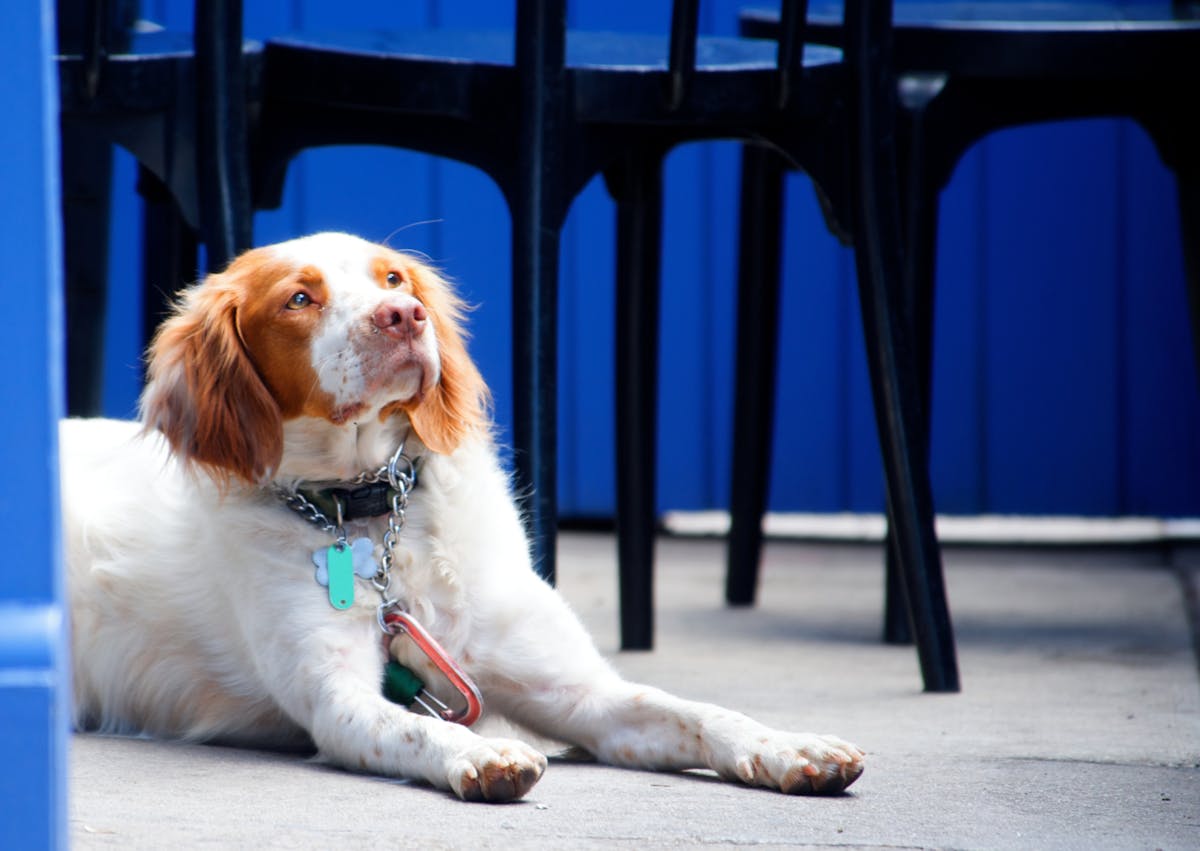 Springer Anglais couché qui regarde vers le haut, il y a des chaises derrière lui