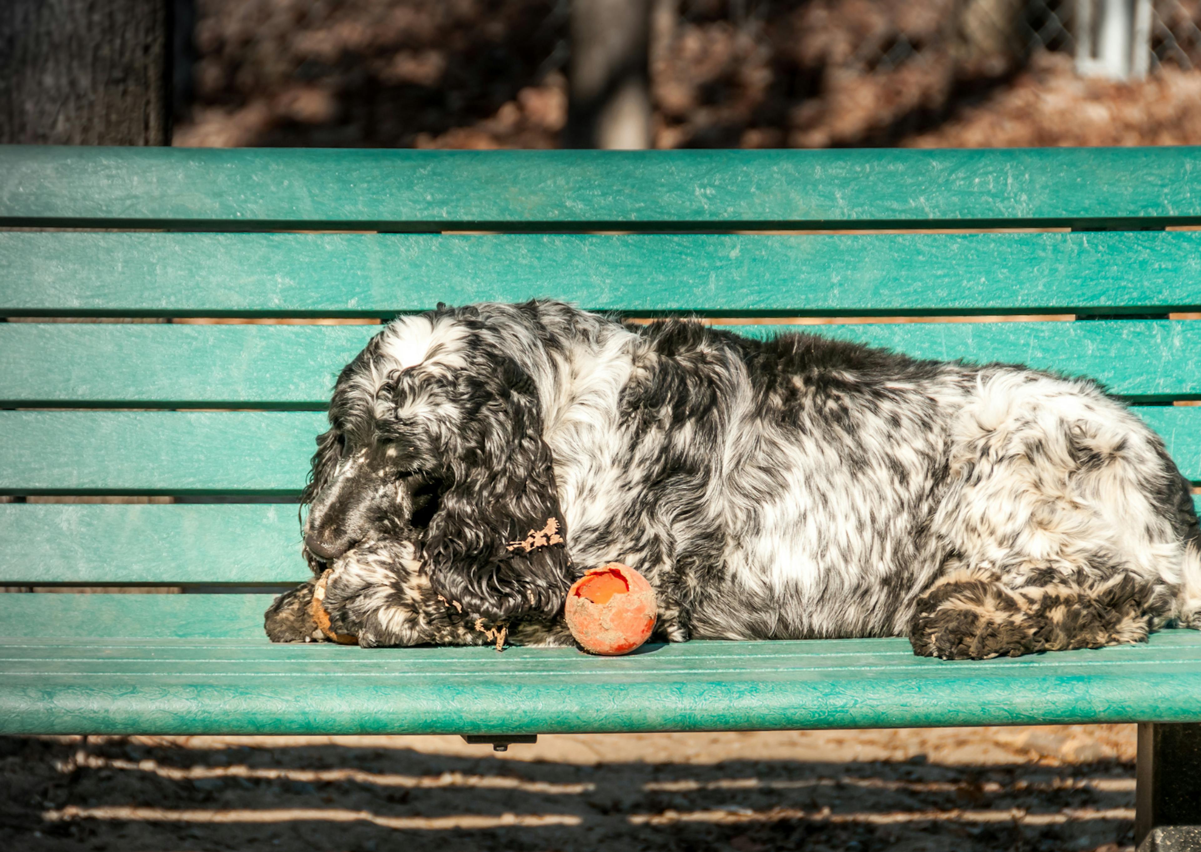 Springer Anglais couché sur un banc, il joue avec une balle orange