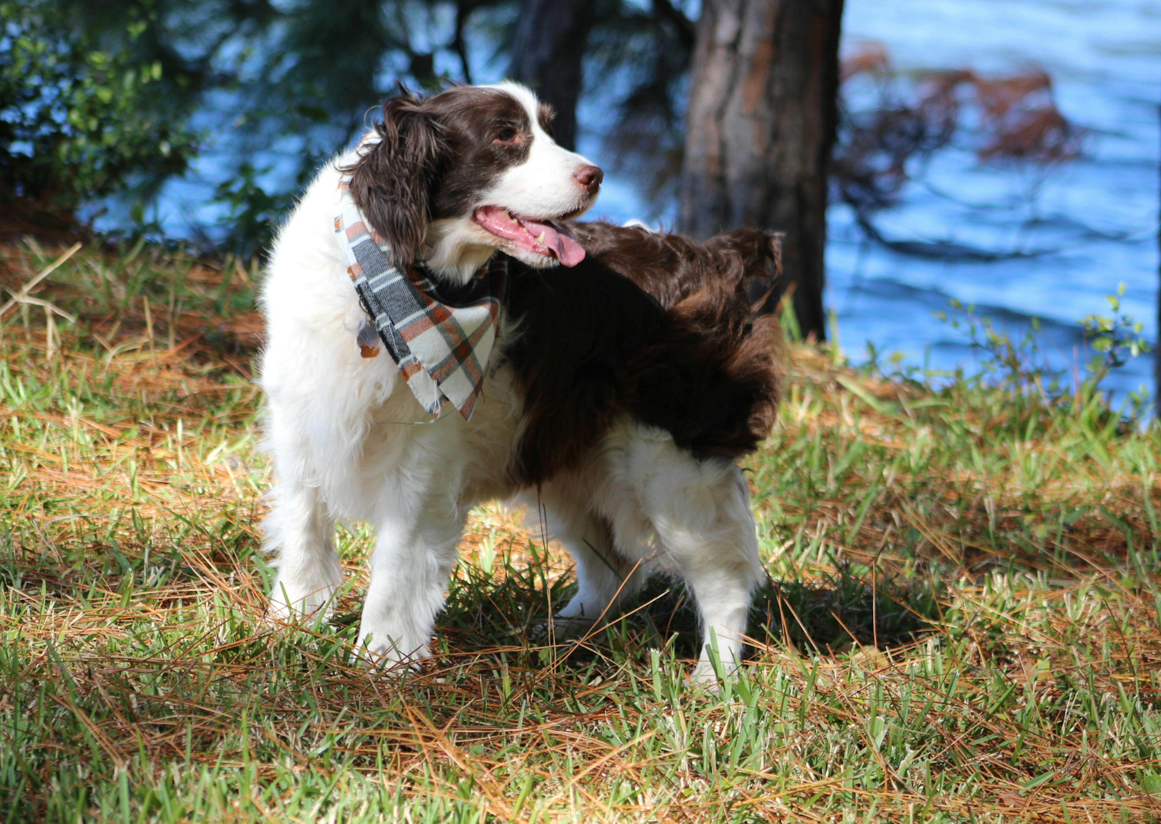 Springer Anglais au bord d'un lac qui regarde au loin