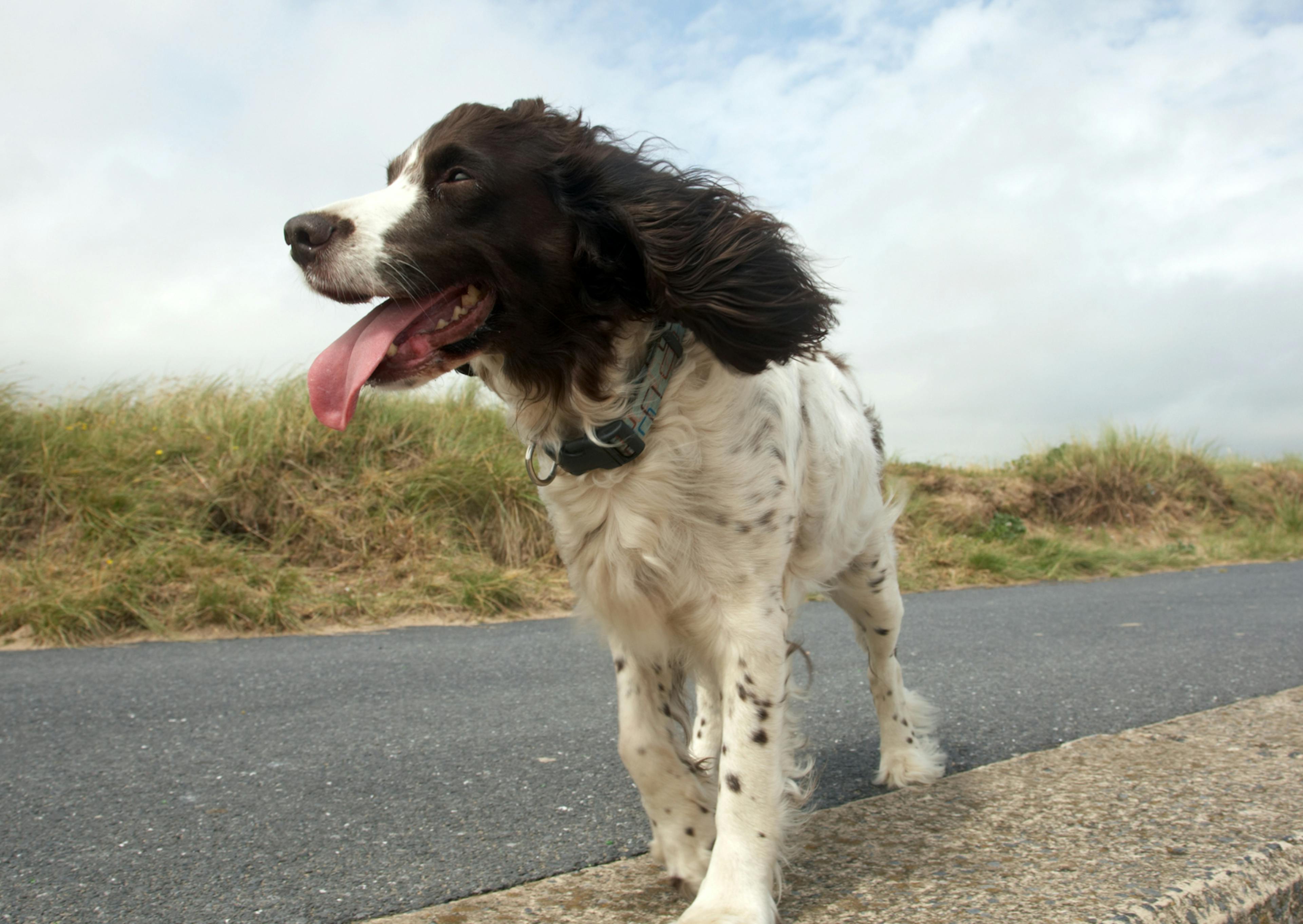 Springer Anglais qui marche en tirant la langue le long d'un route 