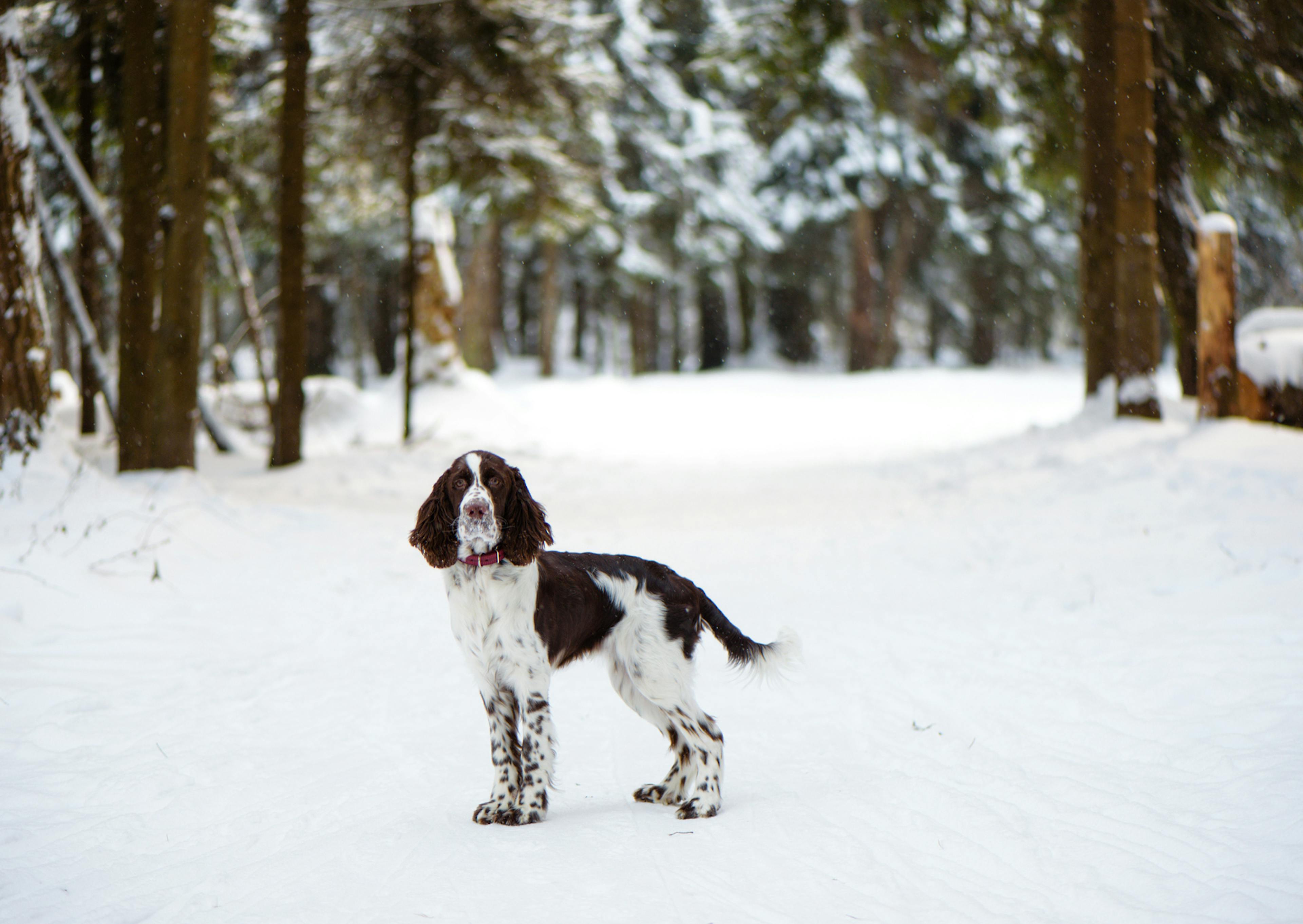 Springer Anglais debout au loin dans une forêt enneigée