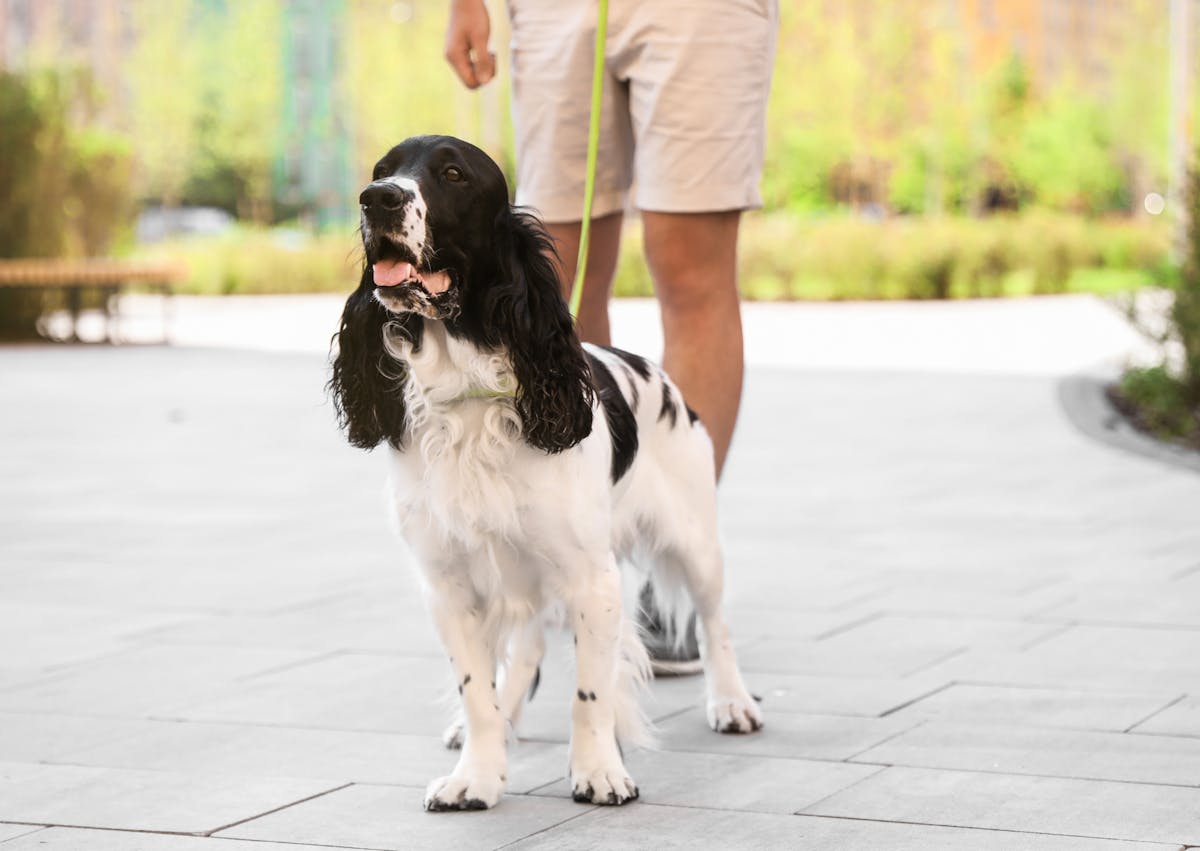 Springer Anglais debout qui tire la langue, son maitre le tient par une laisse