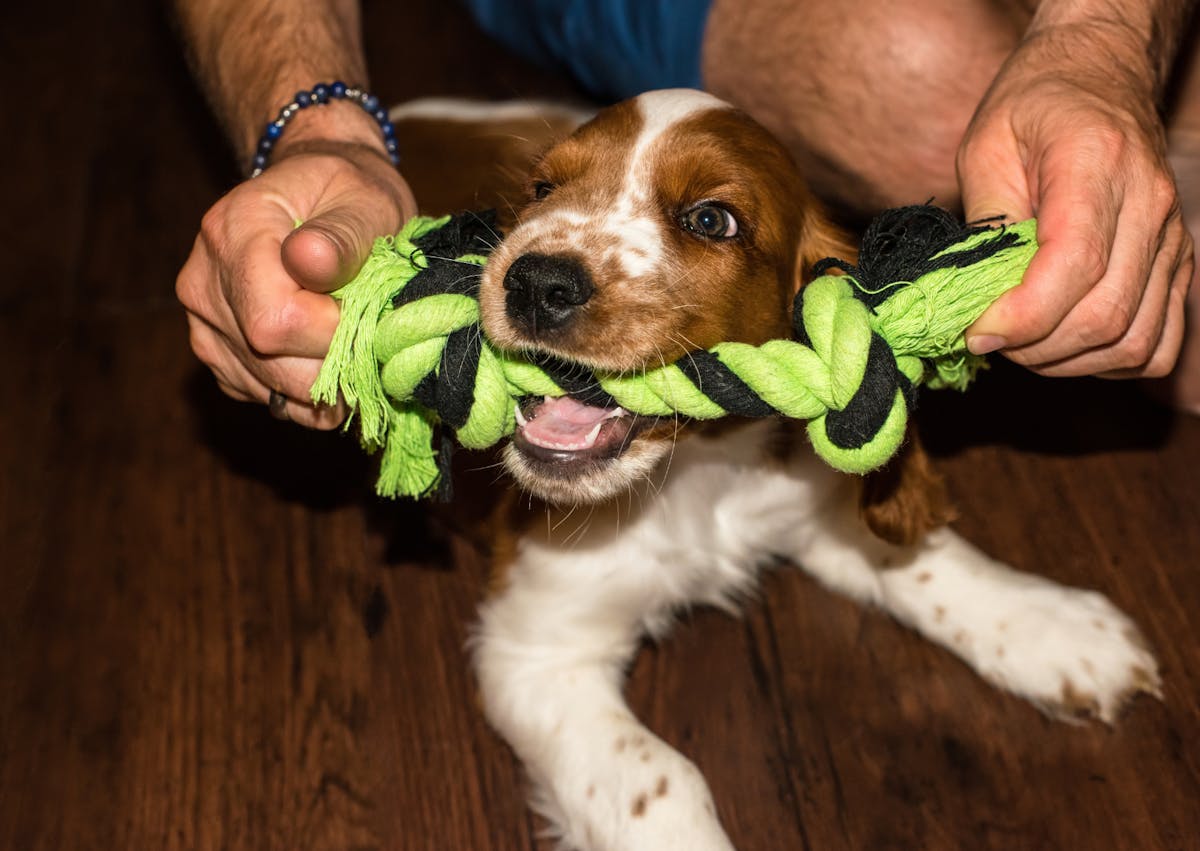 Springer Anglais qui joue avec une cord verte et noire tenue par son maitre