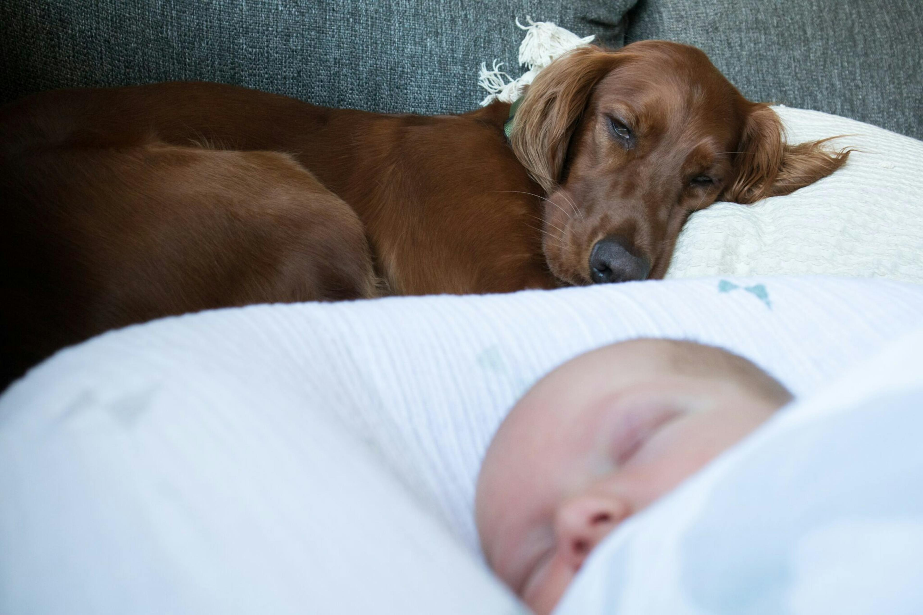 Un chien avec un bébé par Ryan Stone