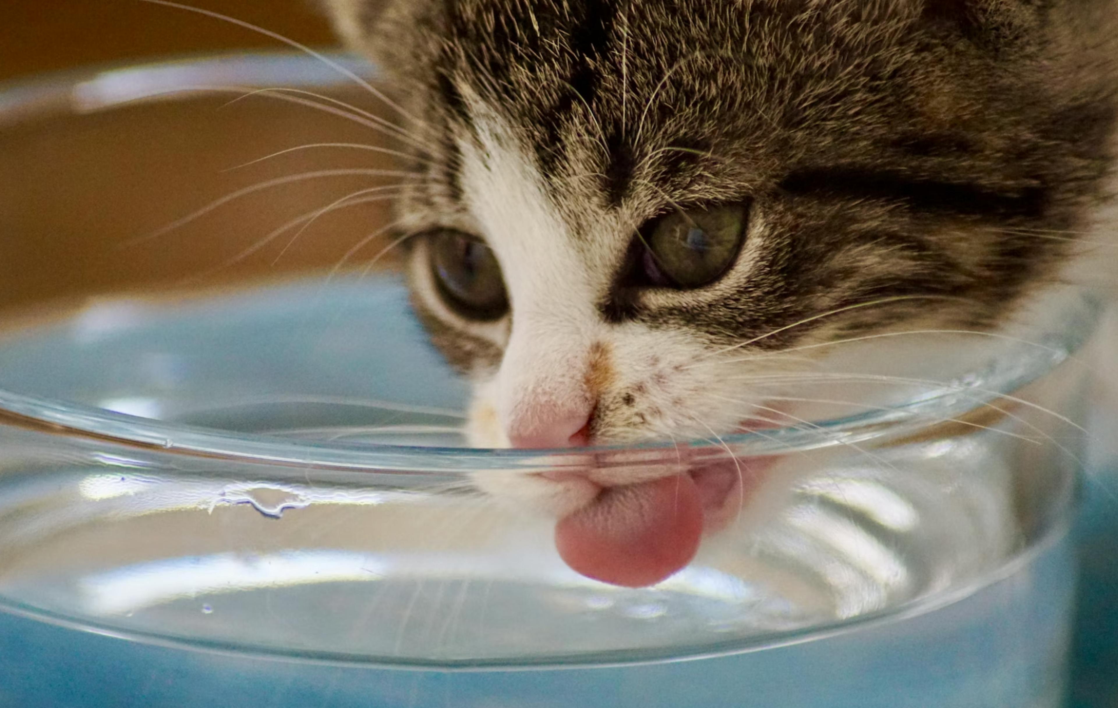 Chat en train de boire de l’eau