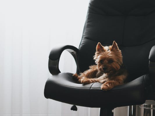 Chien assis sur une chaise de bureau 