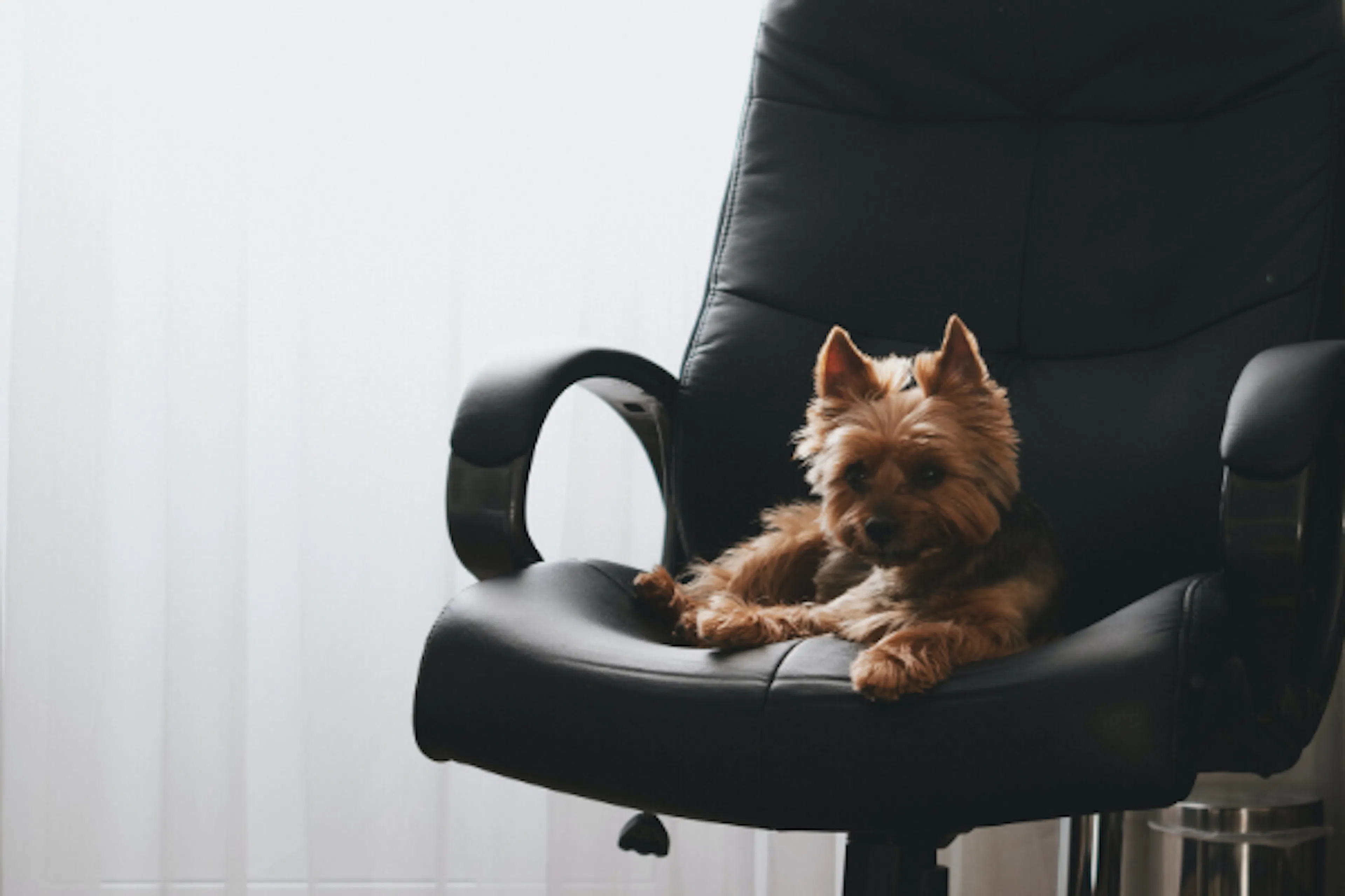 Chien assis sur une chaise de bureau 