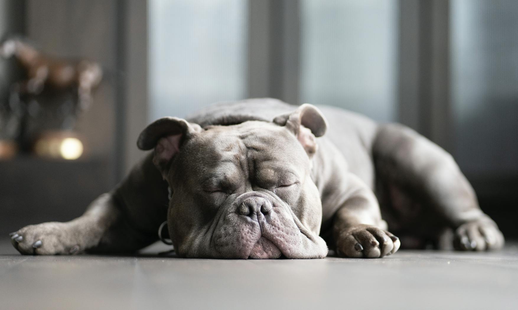 chien qui dort – Trent-Jackson – Unsplash