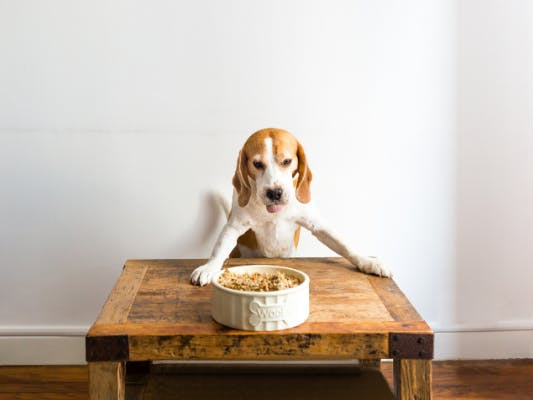 Chien qui mange son repas 