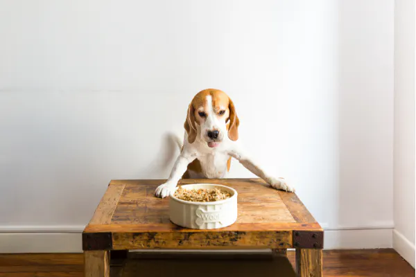 Chien qui mange son repas