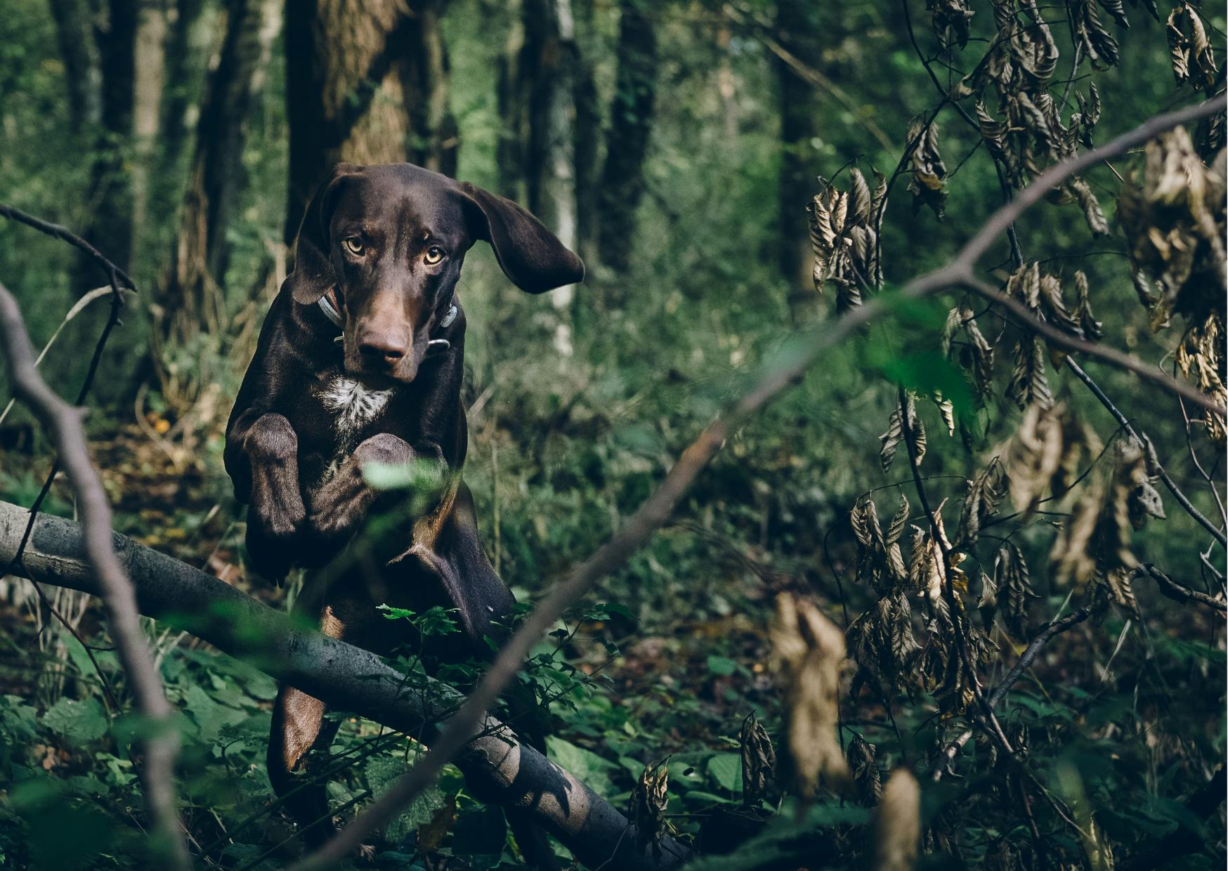 chiens de chasse qui saute par dessus une branche