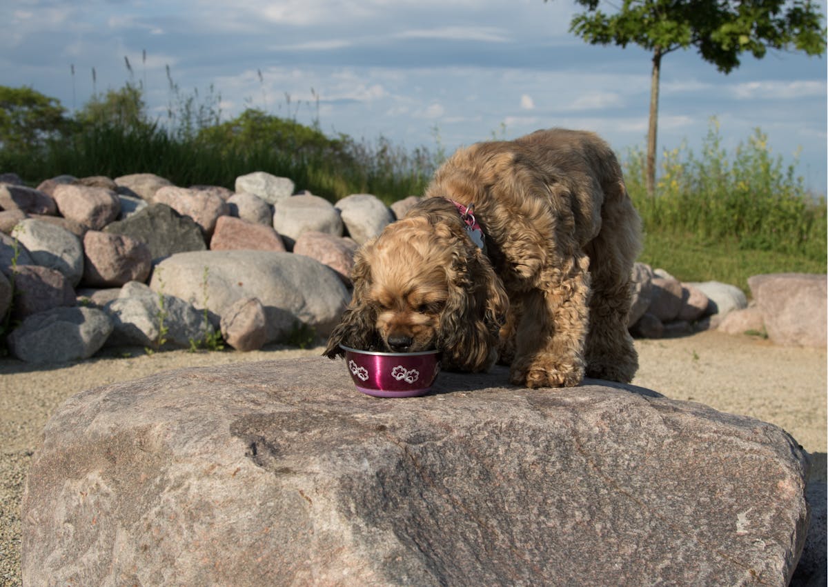 cocker américain qui boit dans une gamelle d'eau, il est sur un rocher