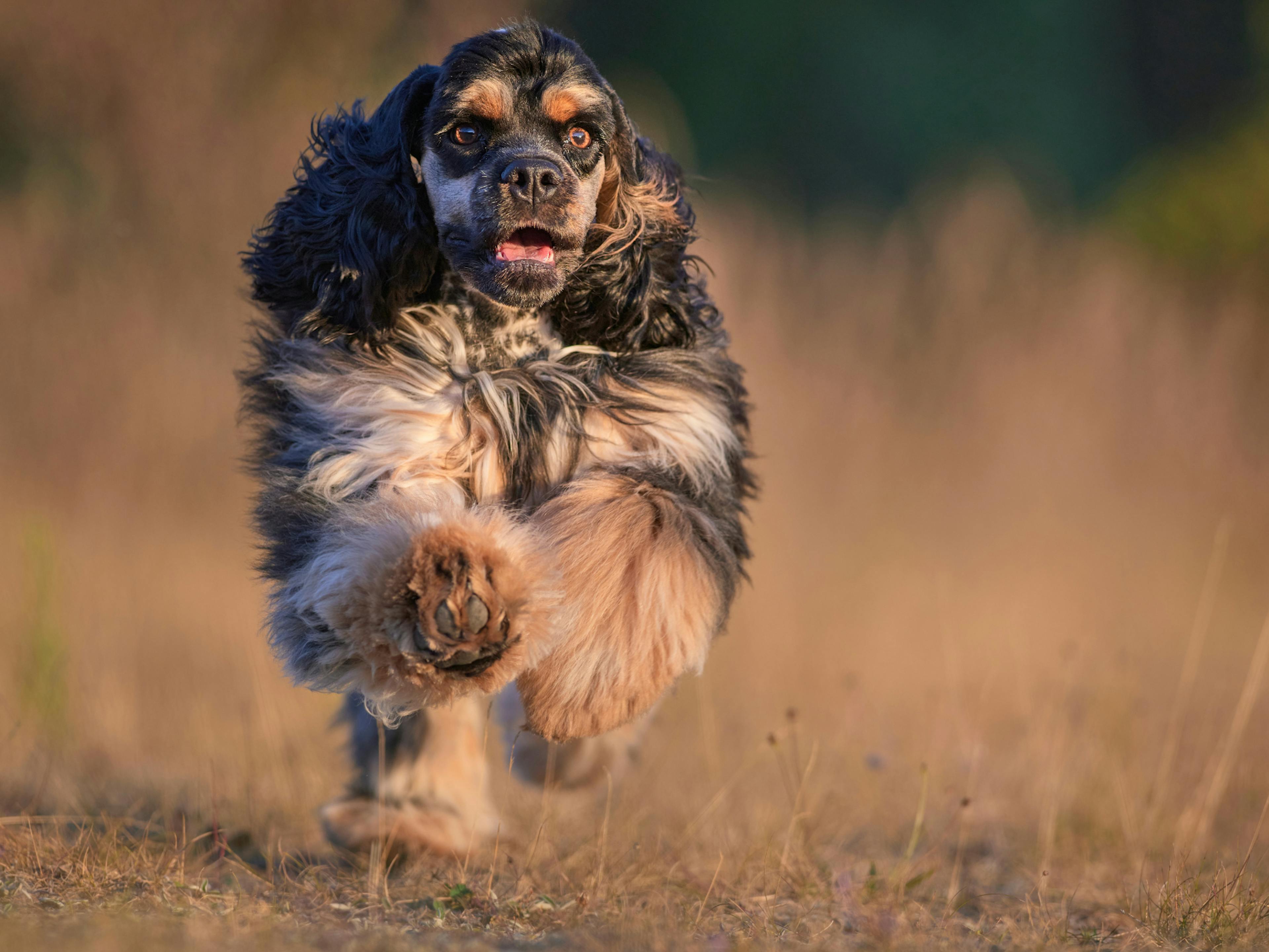 cocker américain qui court à toute vitesse dans une étendue d'herbe 