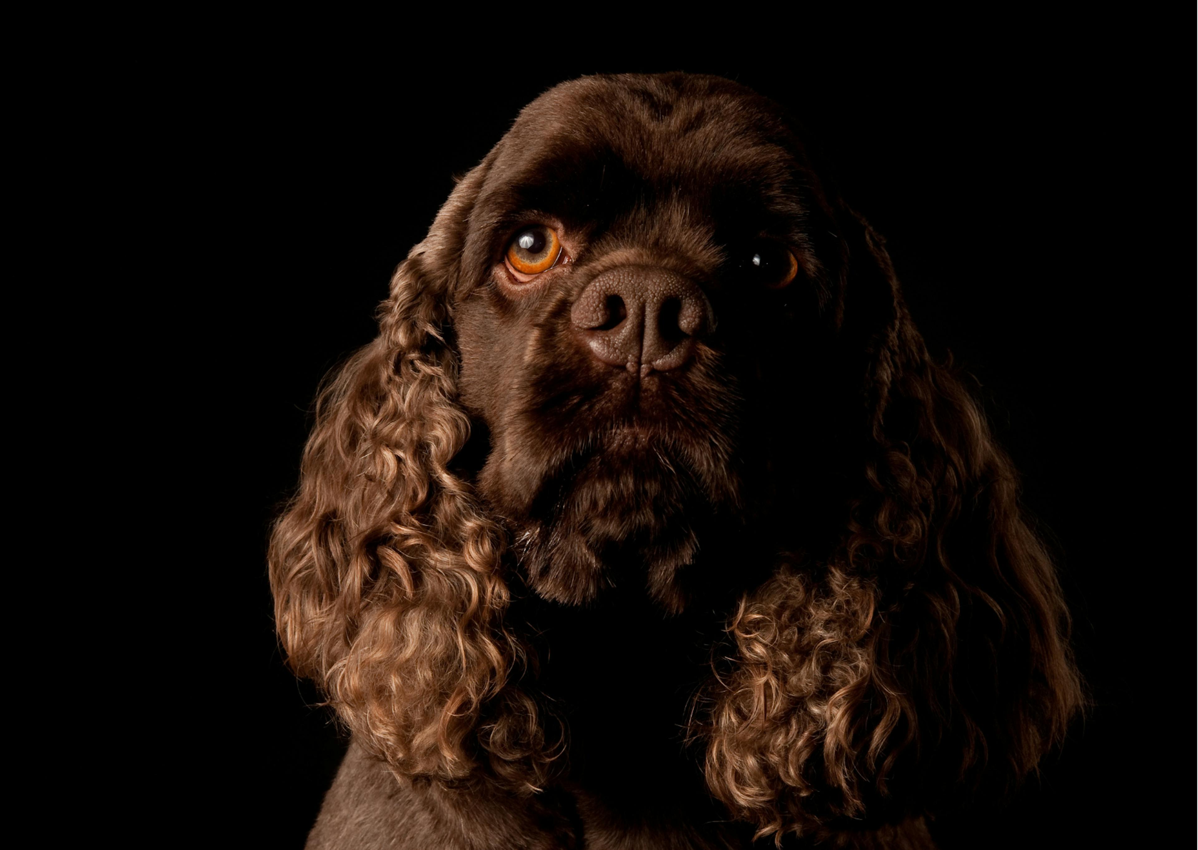 cocker américain marron sur fond noir