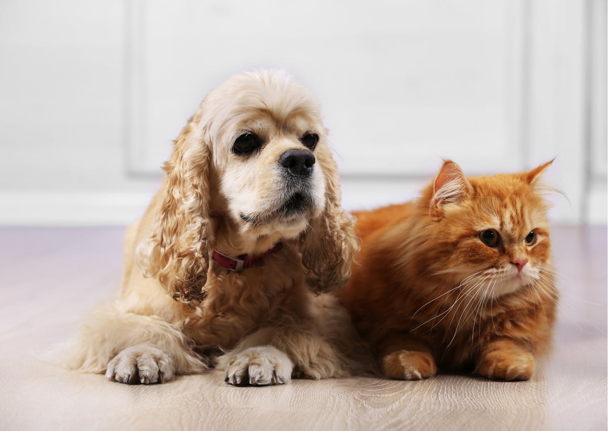 cocker américain près d'un chat roux, il sont dans une pièce