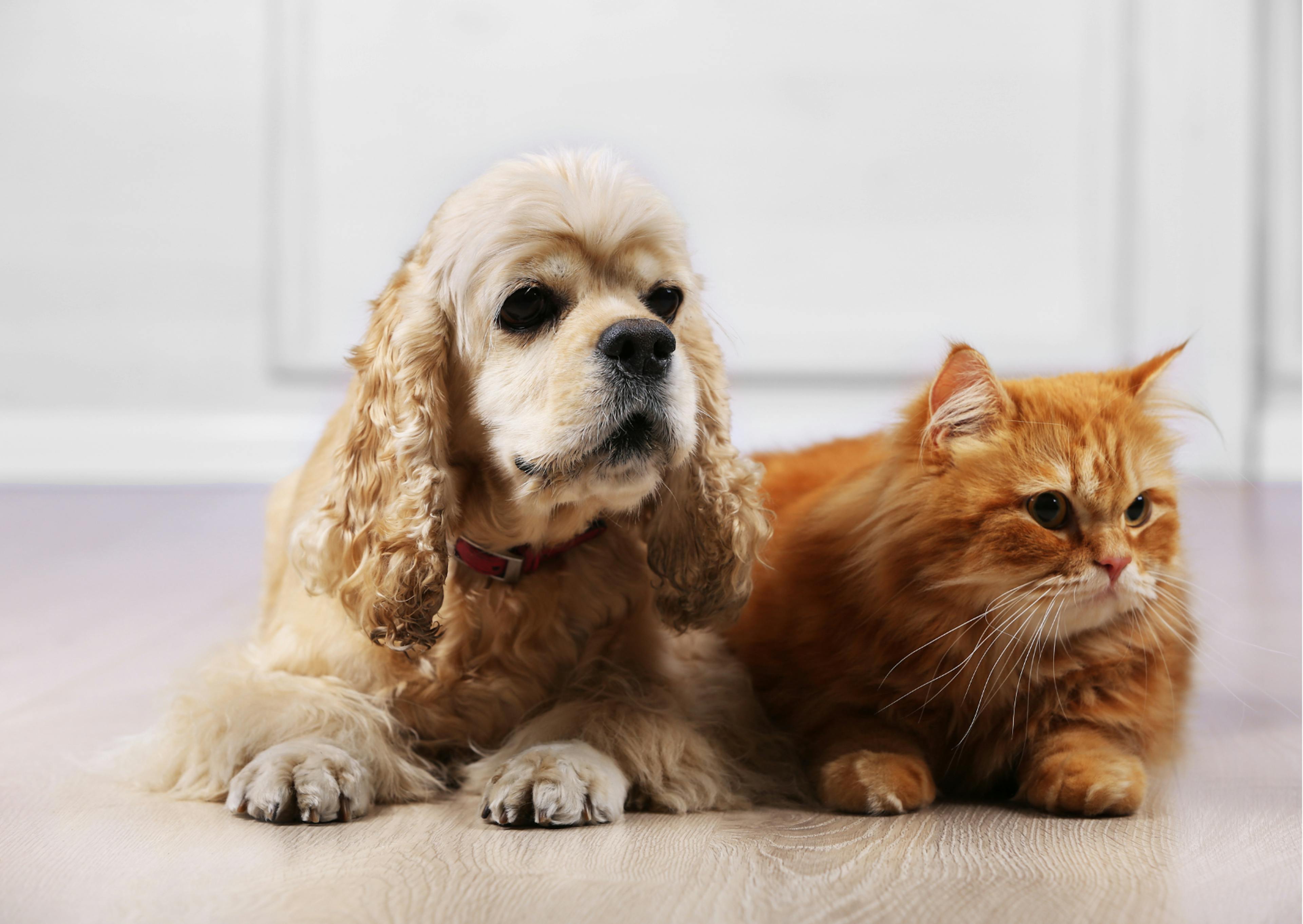 cocker américain près d'un chat  roux, il sont dans une pièce
