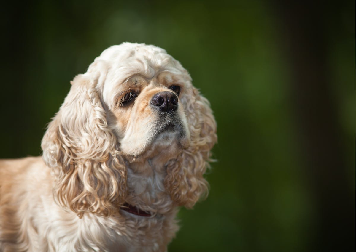 cocker américain qui regarde au loin
