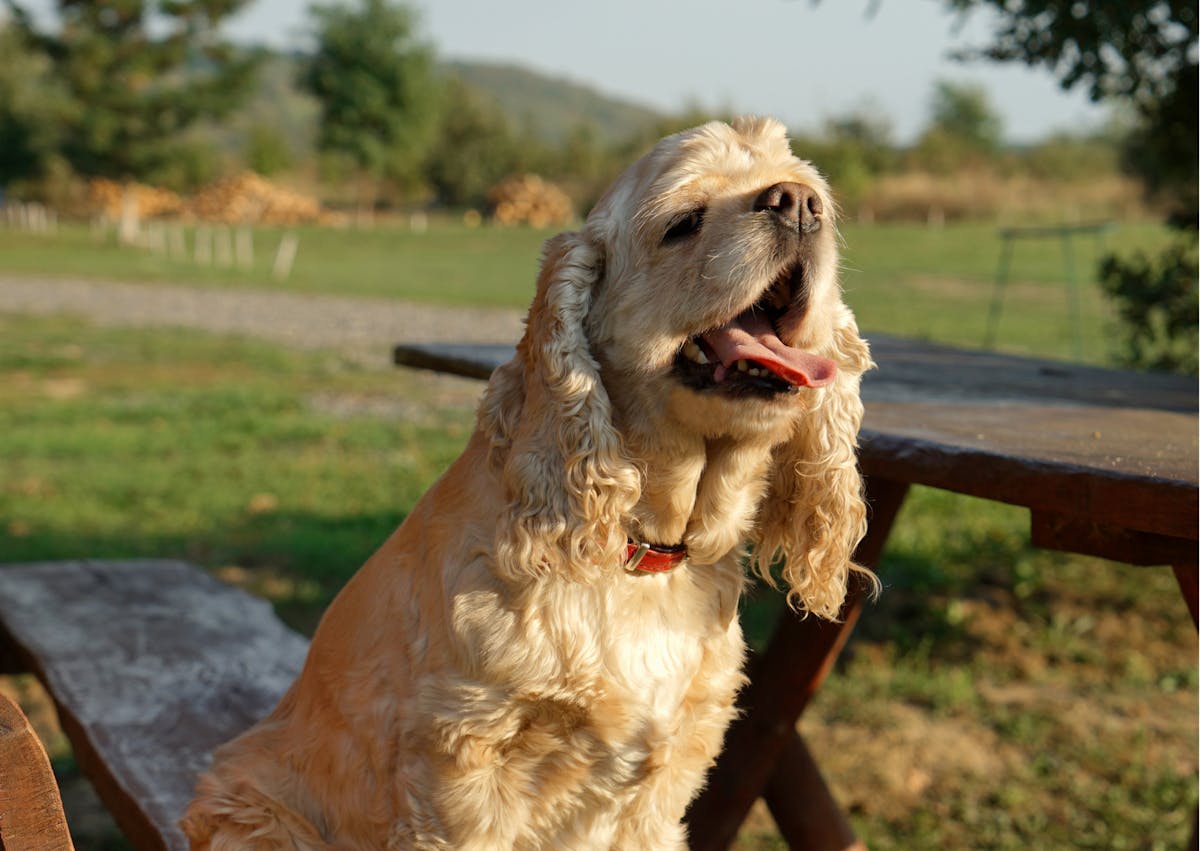 cocker américain assis sur un table de camping, il tire la langue et regarde au loin