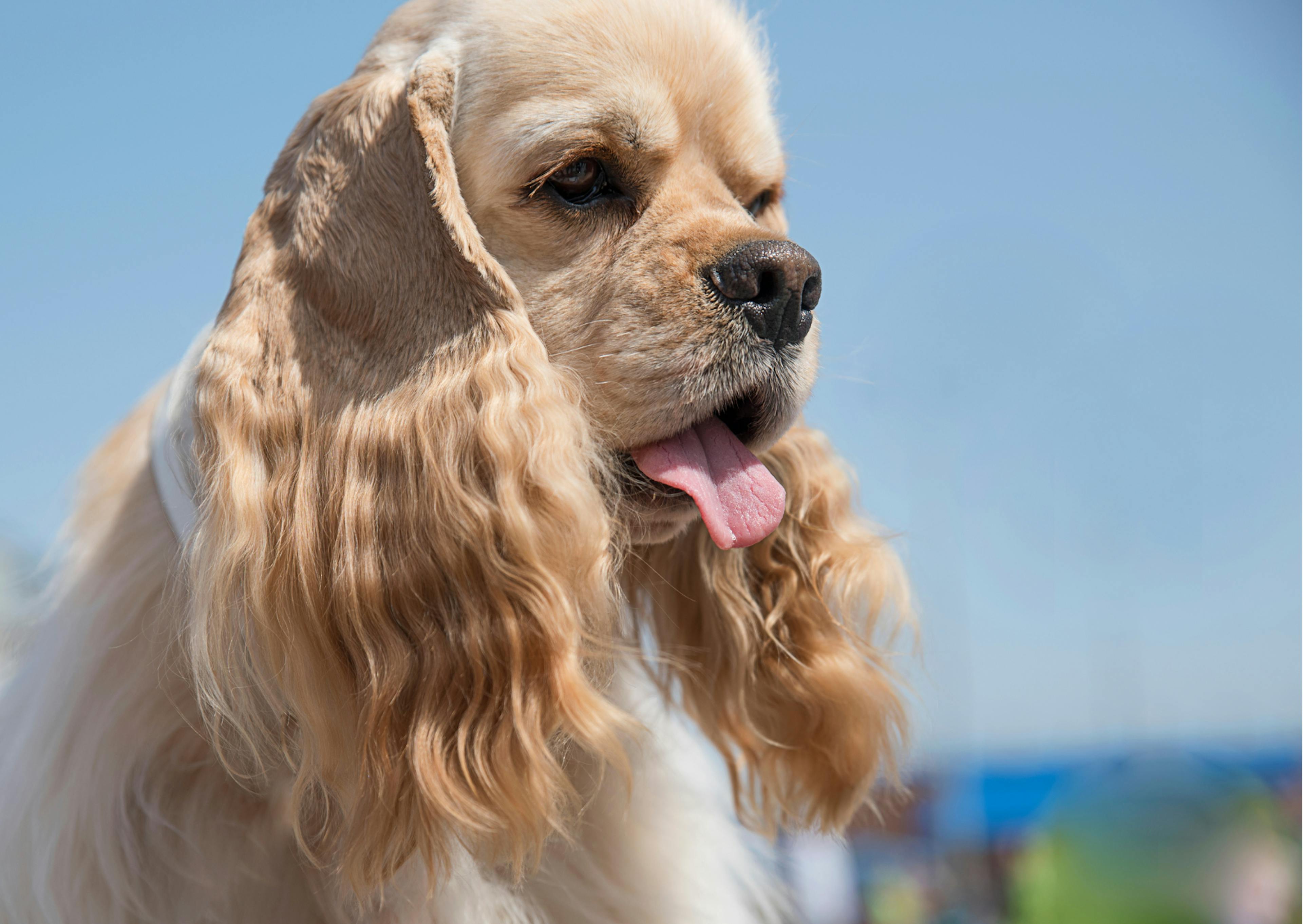 cocker américain qui regarde sur le coté et tire legerement la langue 