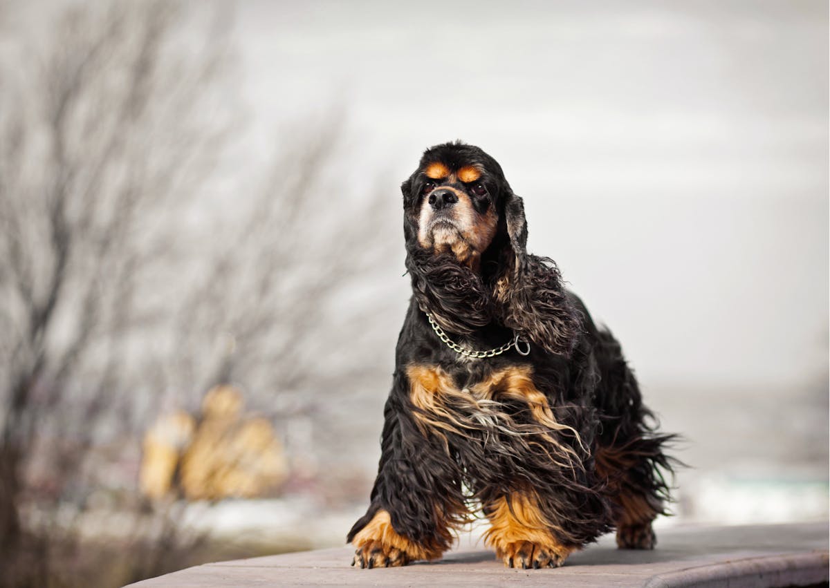 cocker américain noir et feu, il prend le vent et regarde droit devant lui