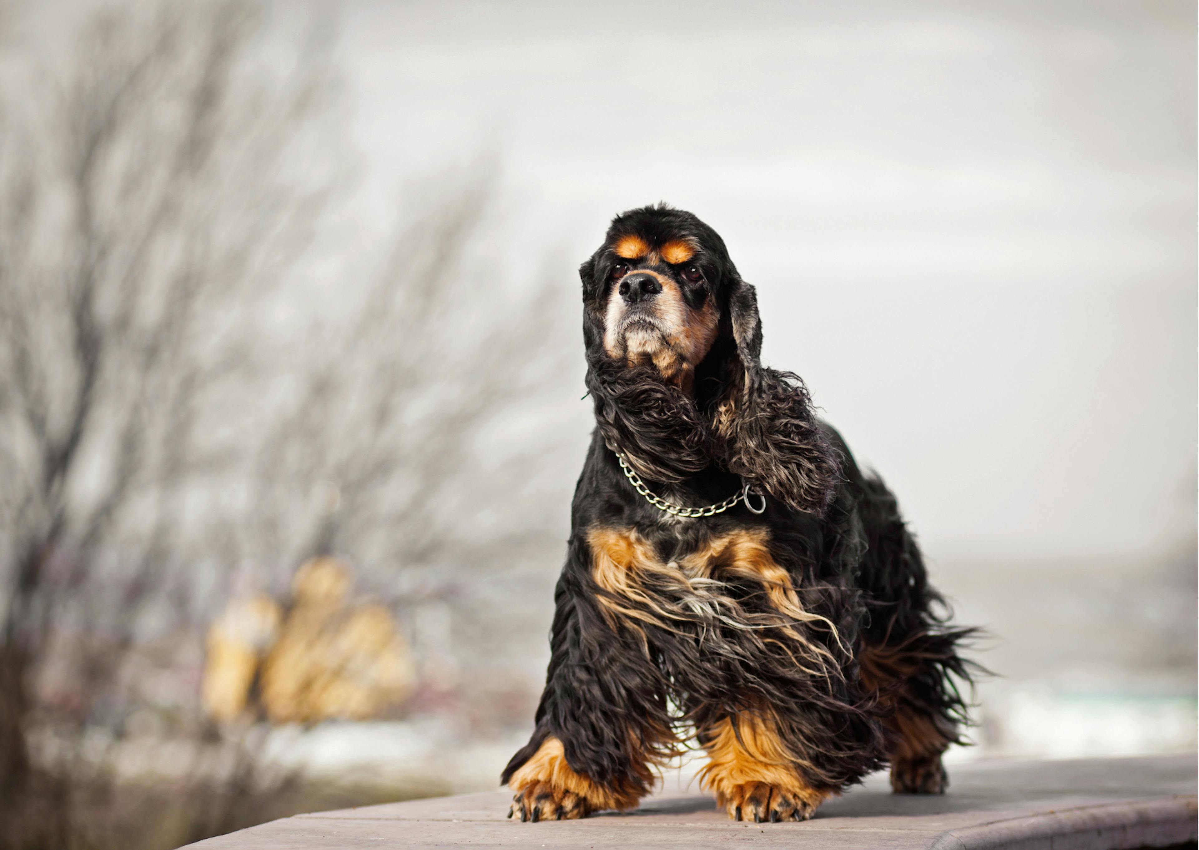 cocker américain noir et feu, il prend le vent et regarde droit devant lui 
