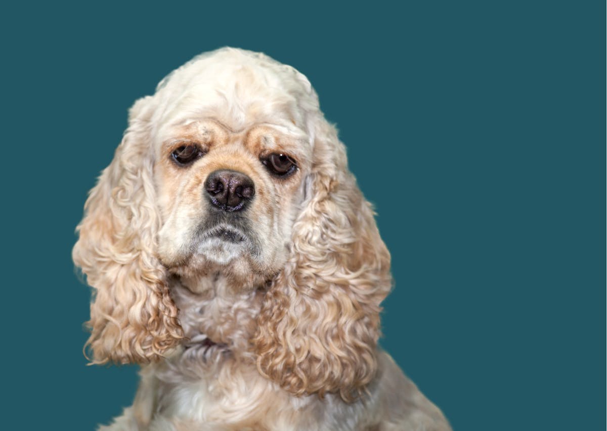 cocker américain qui regarde vers le bas, il est sur un fond bleu 