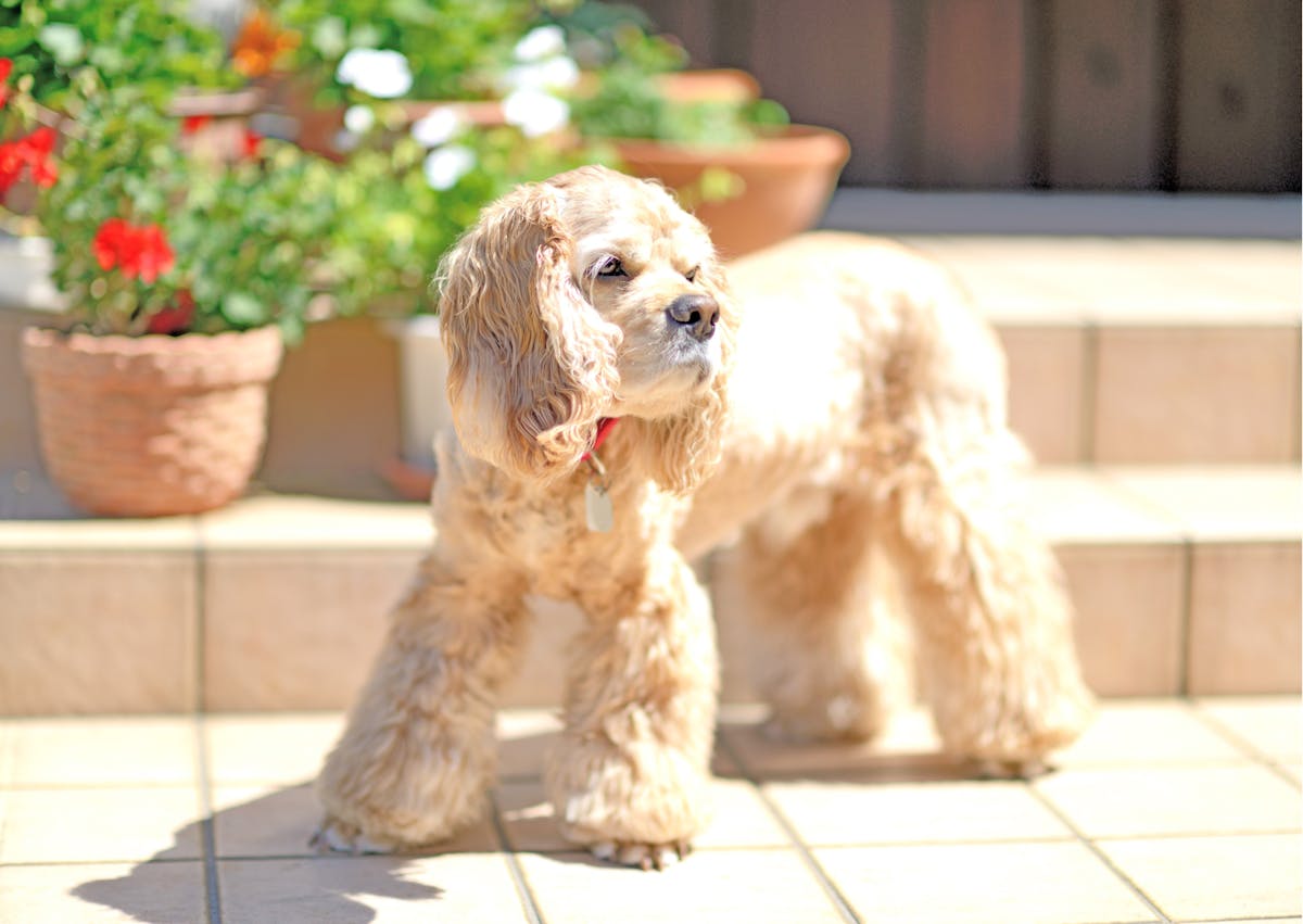 cocker américain sur un carrelage de terasse, il regarde à côté de lui 