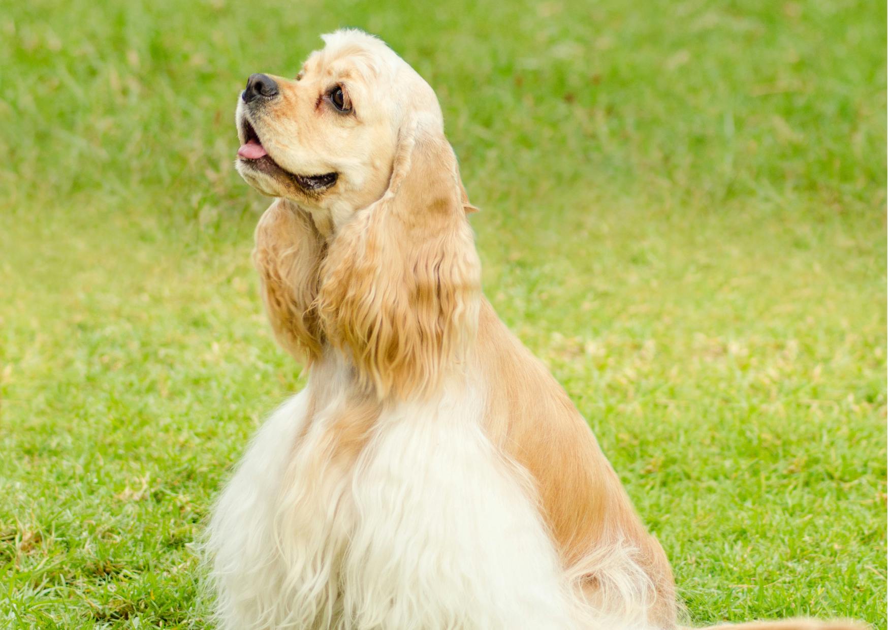 cocker américain qui regarde vers le haut, il y a une étendue d'herbes derrière lui