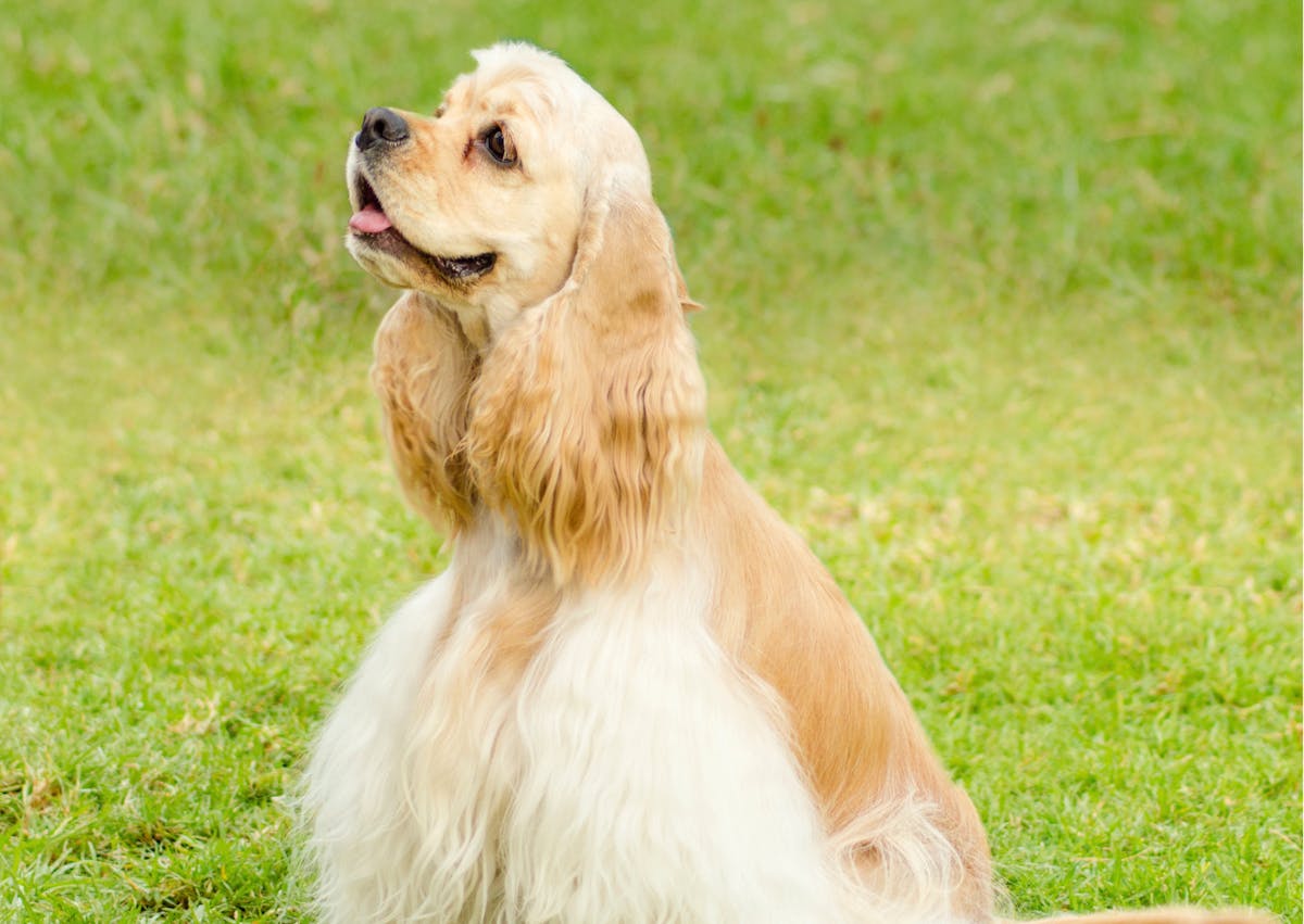 cocker américain qui regarde vers le haut, il y a une étendue d'herbes derrière lui 