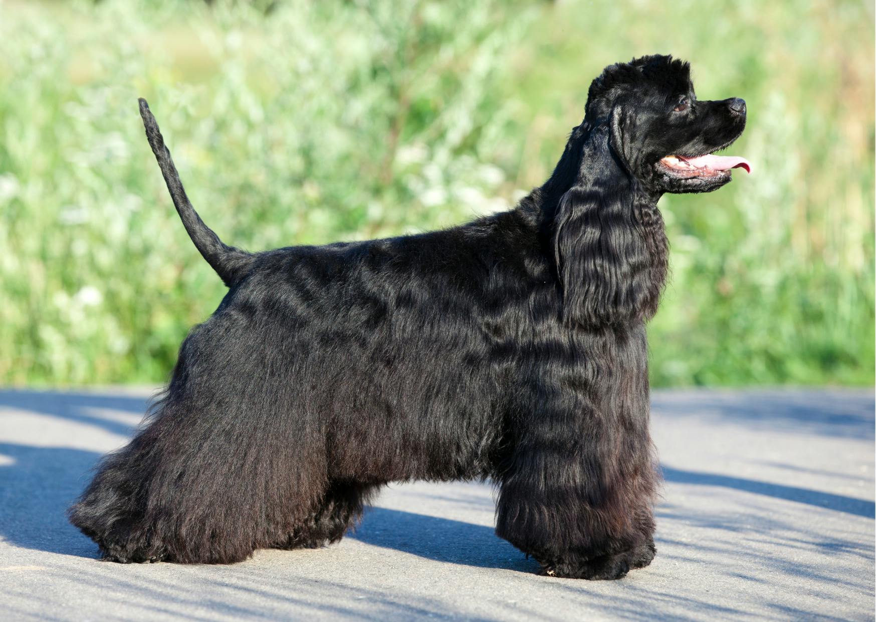 cocker américain qui pose et regarde devant lui vers le haut