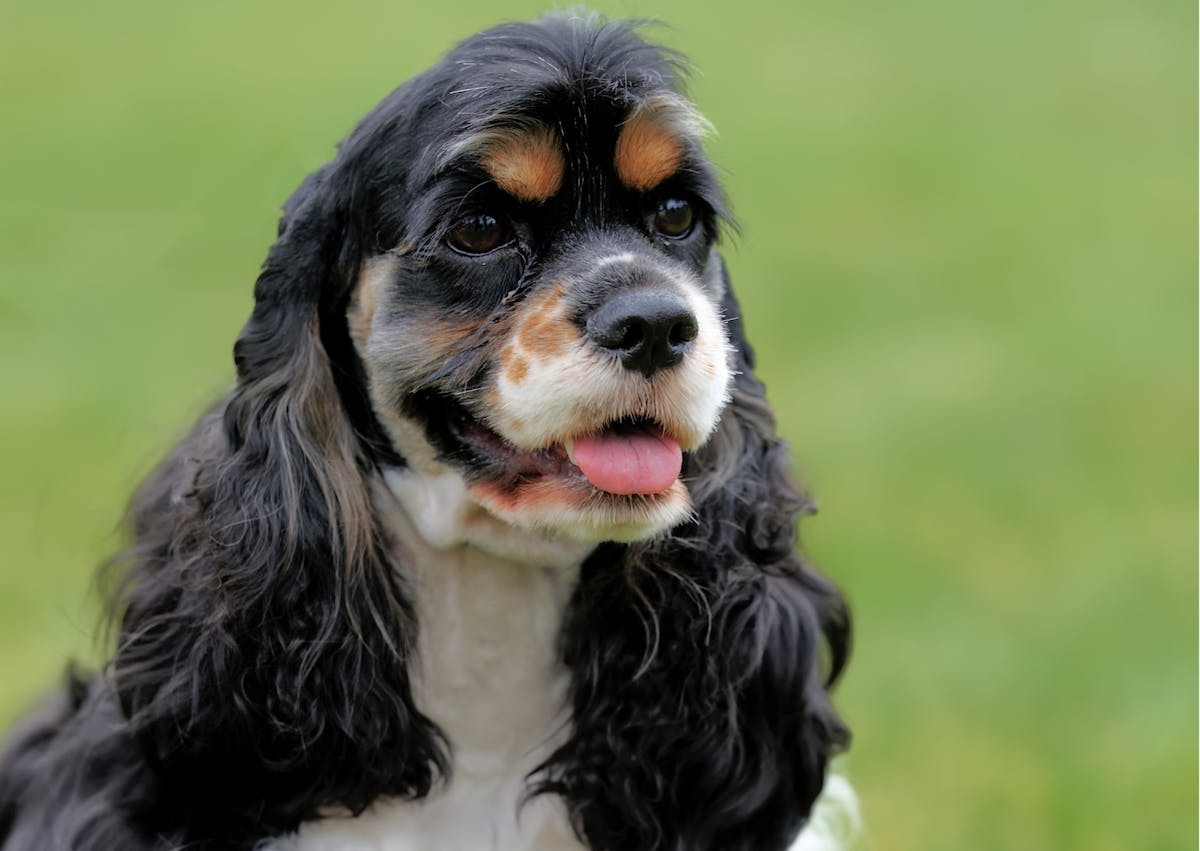 cocker américain qui regarde droit devant lui 