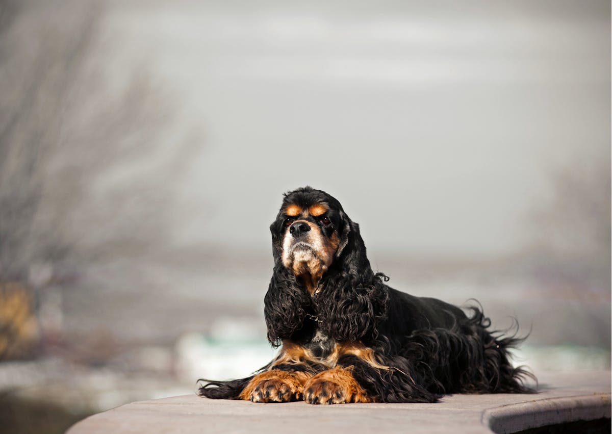 cocker américain couché, il regarde devant lui 