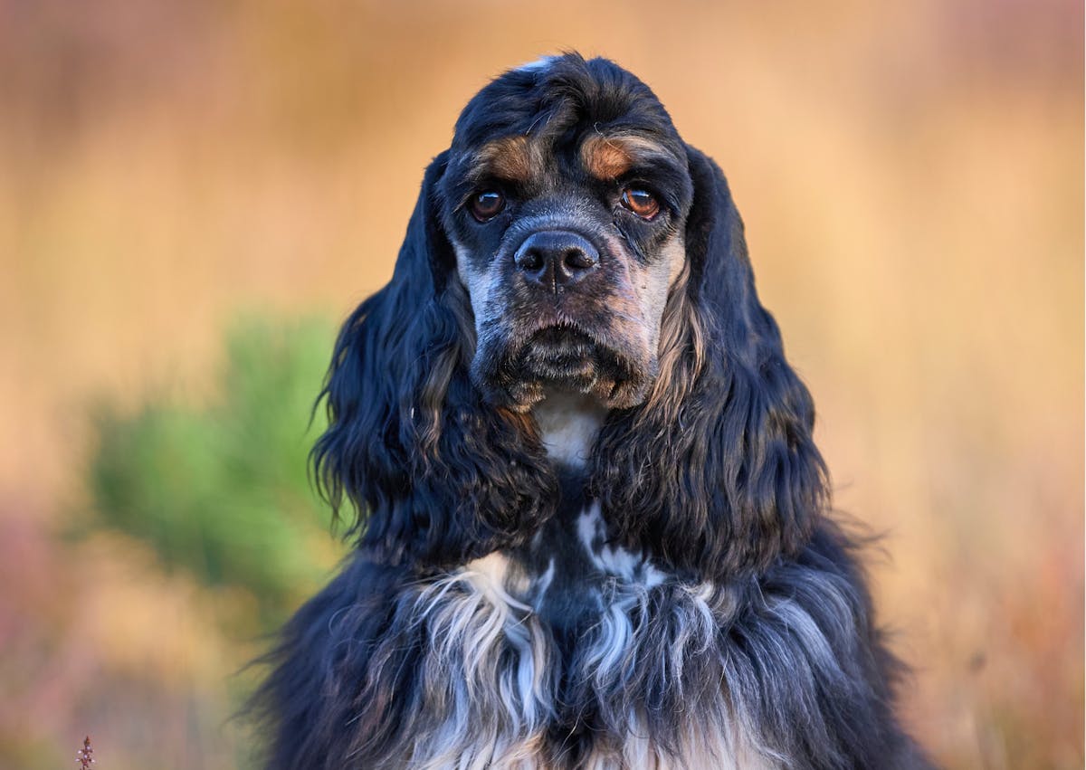 cocker américain qui regarde droit devant lui, il est noir et blanc