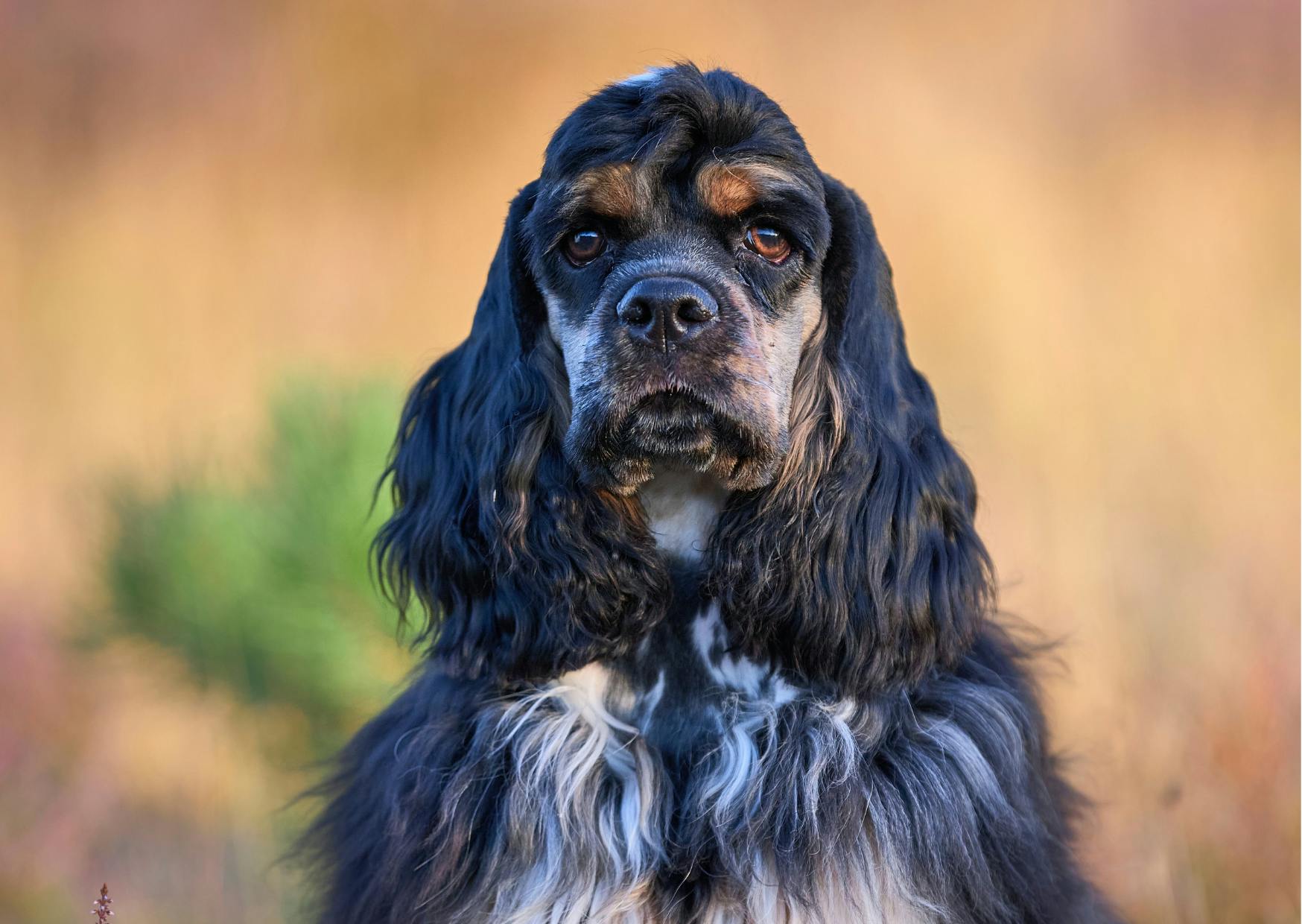 cocker américain qui regarde droit devant lui, il est noir et blanc