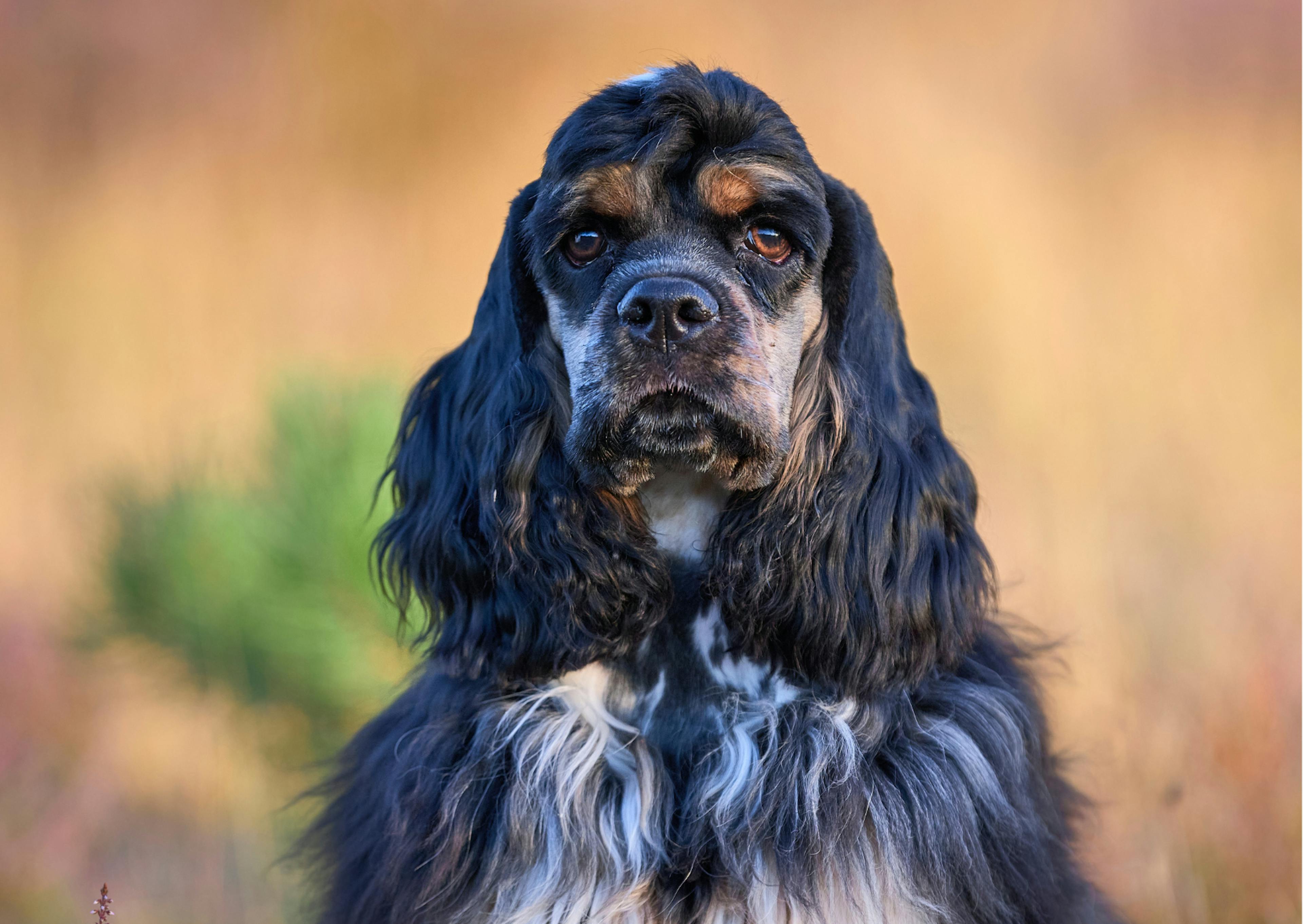 cocker américain qui regarde droit devant lui, il est noir et blanc