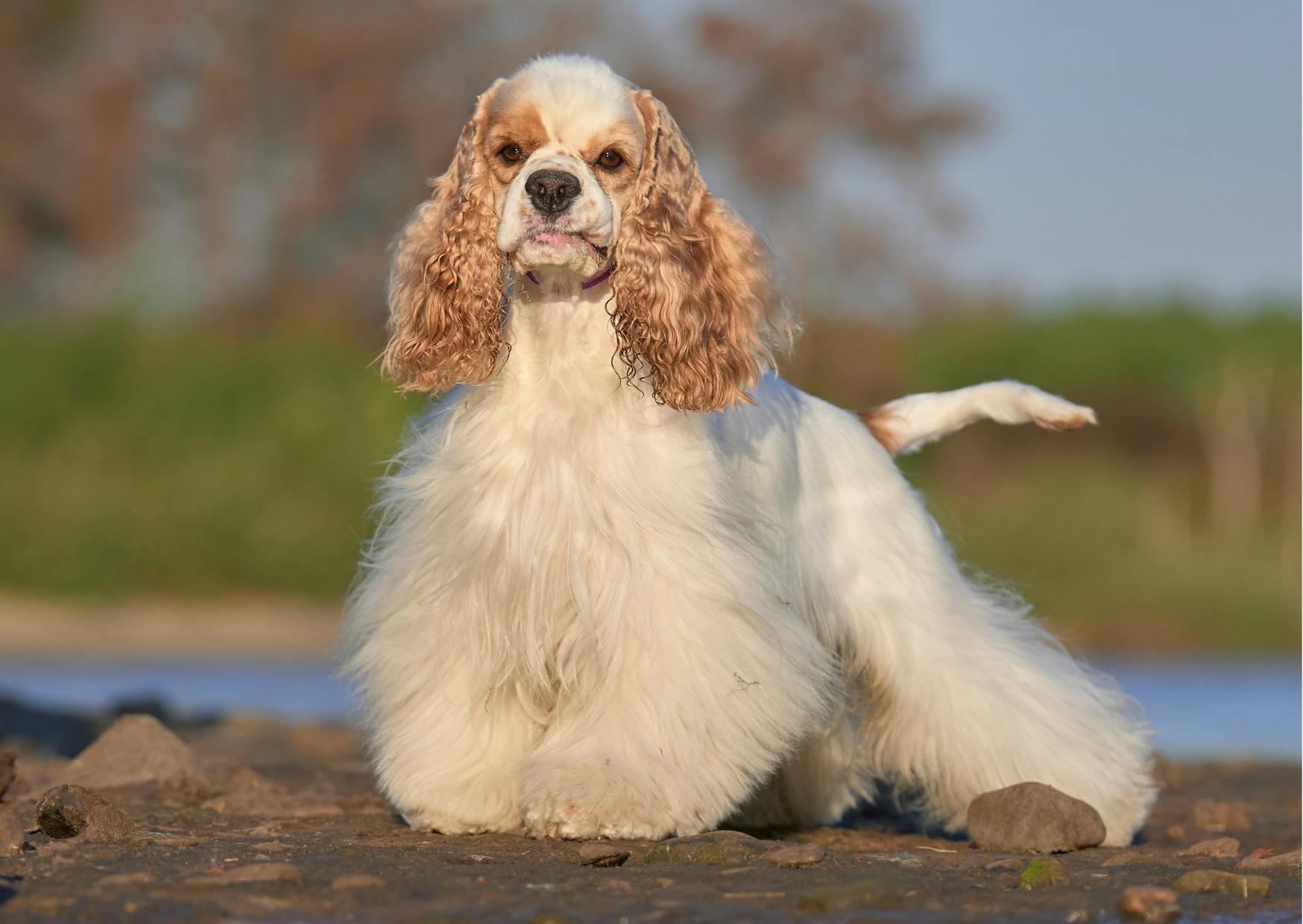 cocker américain debout, il pose, il y a un lac derrière lui