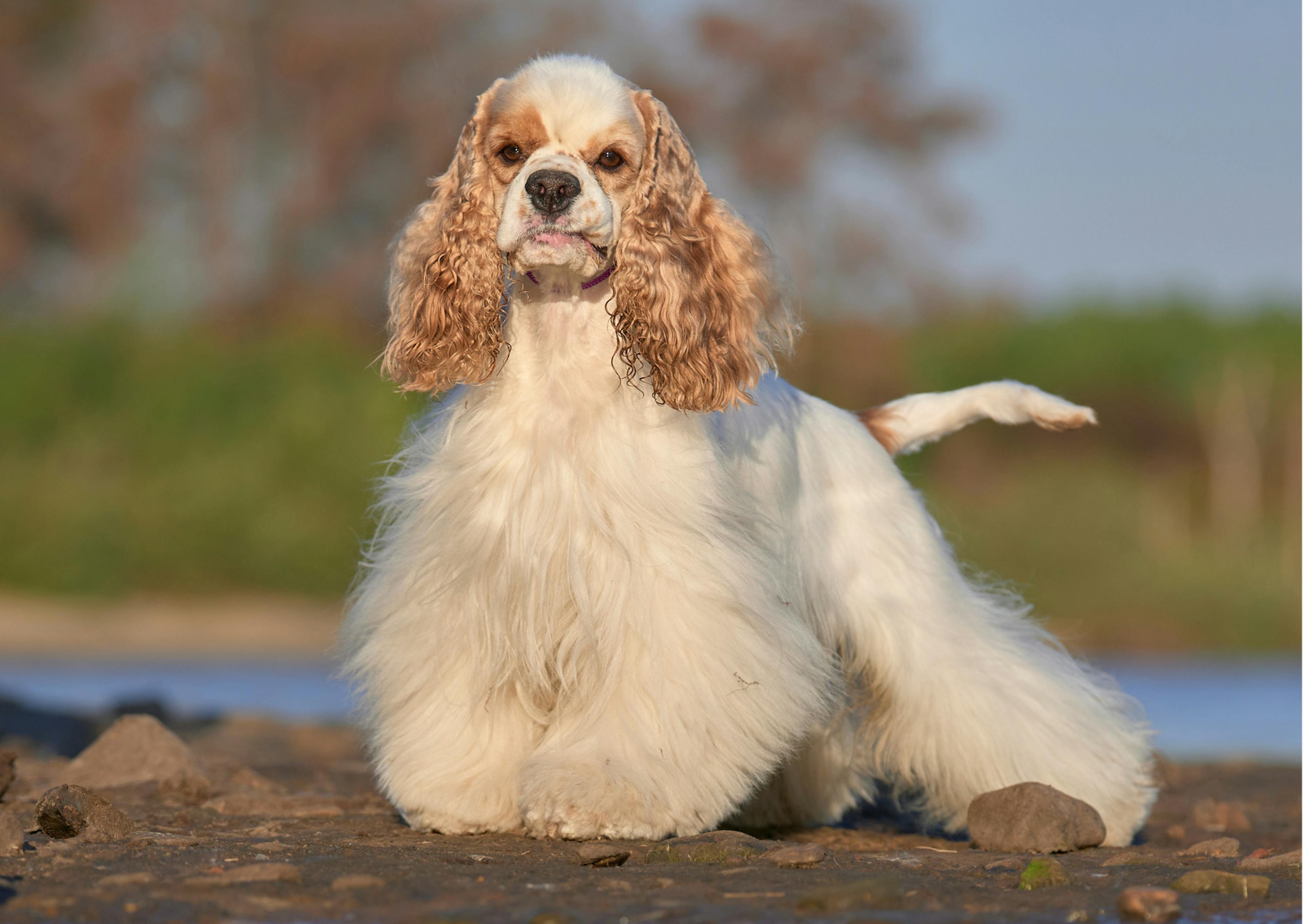 cocker américain debout, il pose, il y a un lac derrière lui 