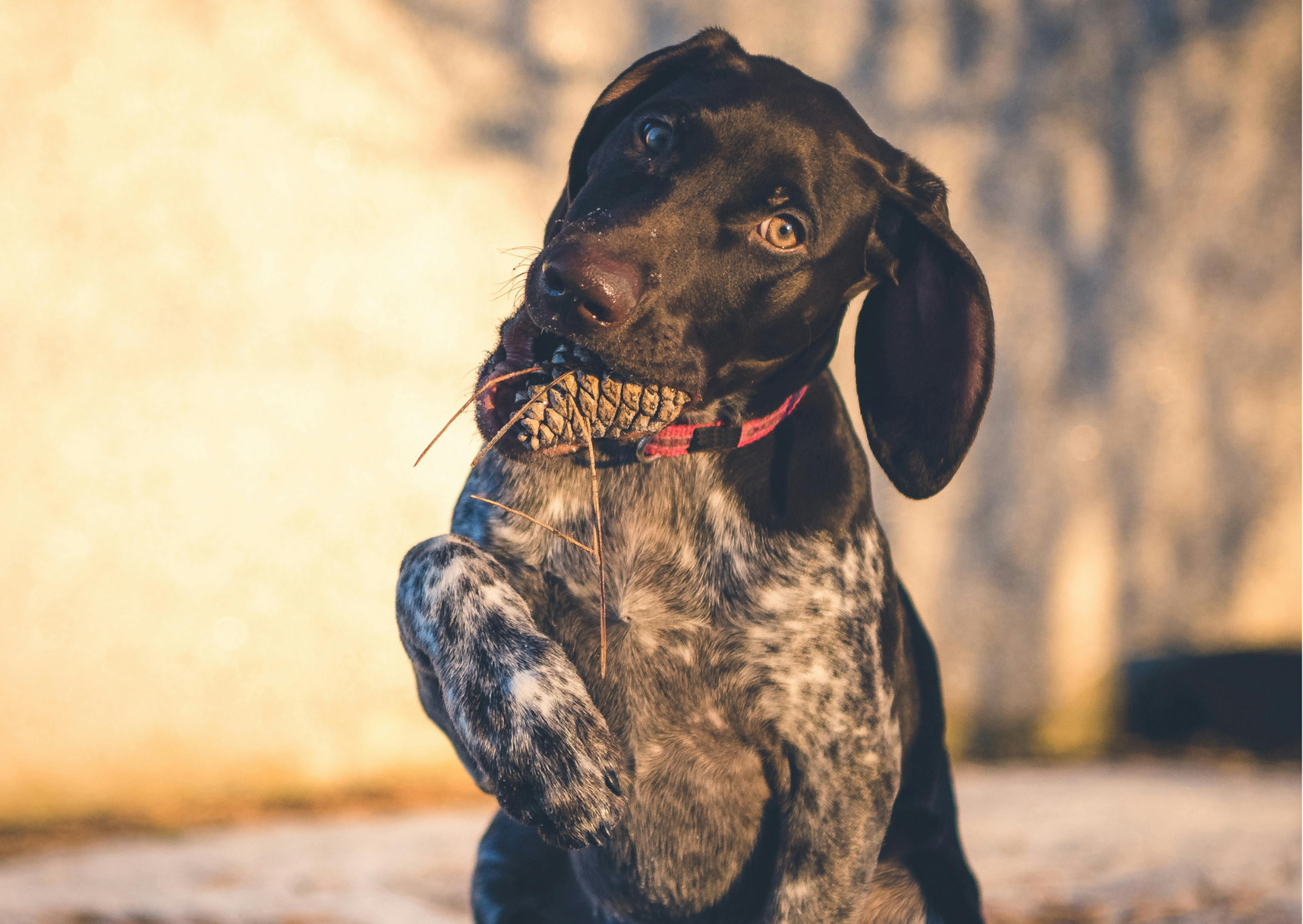 chiens de chasse qui tient quelque chose dnas la gueule, il lève légèrement la patte droite 