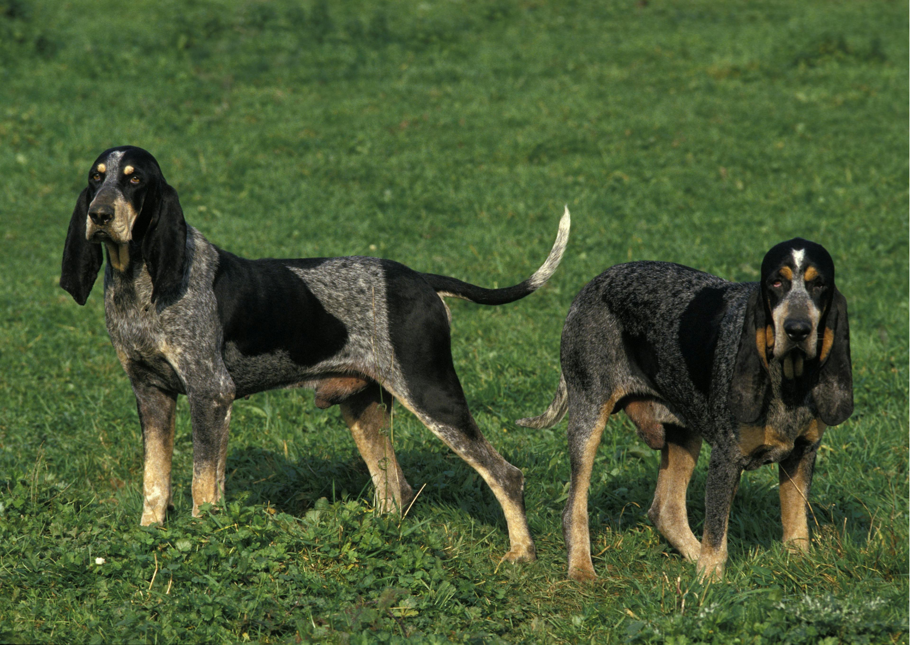 2 chiens de chasse debout dans une étendue d'herbes