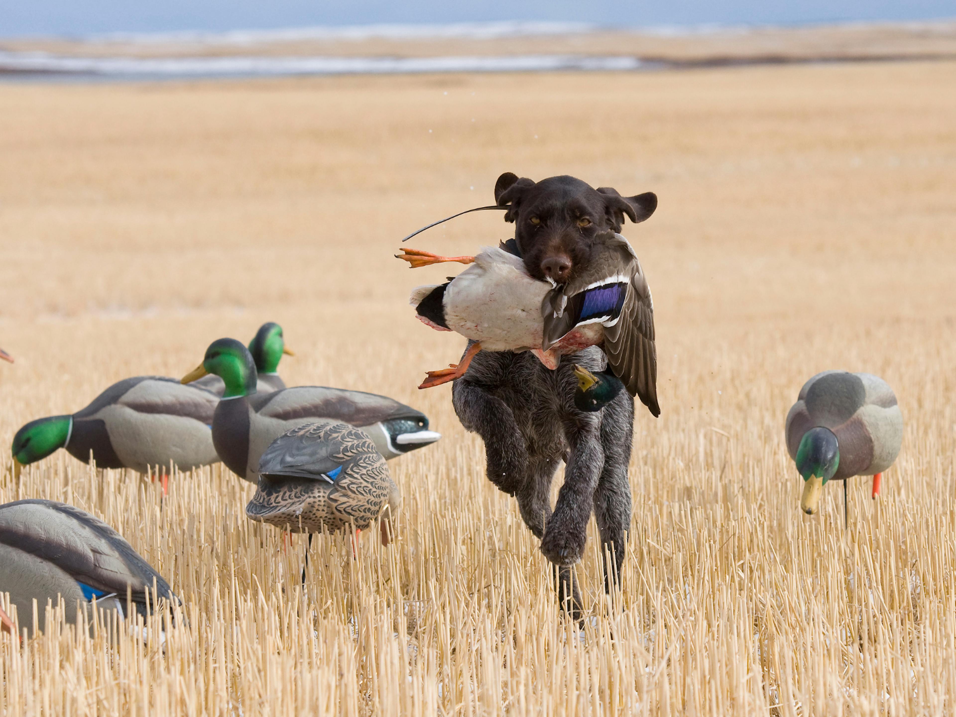 Chien qui court avec du gibier dans la gueule