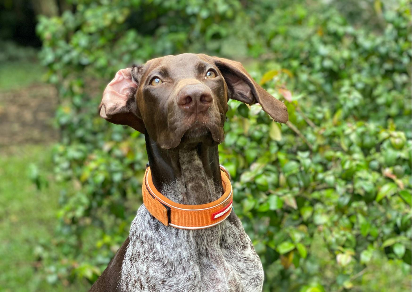 chien de chasse qui se tient assis, il a un collier ornage autours du cou