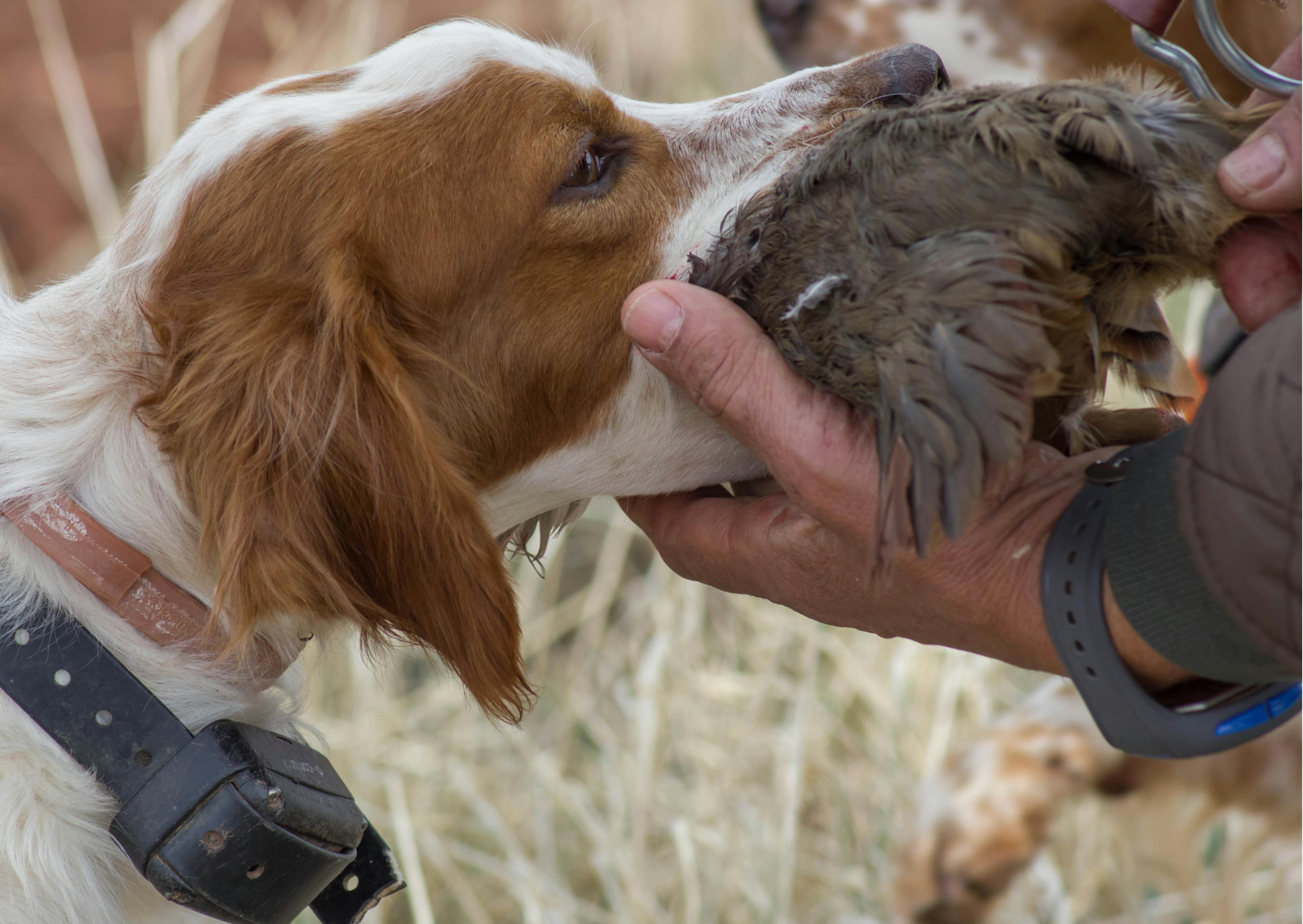 chien qui tient du gibier dans la gueule