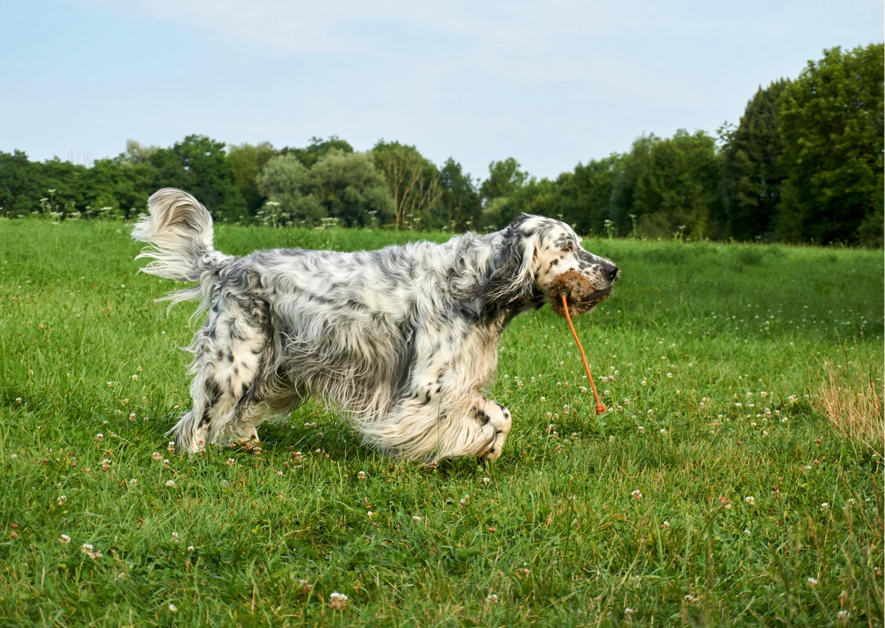 chiens de chasse qui court avec un substitu de gibier dans la gueule