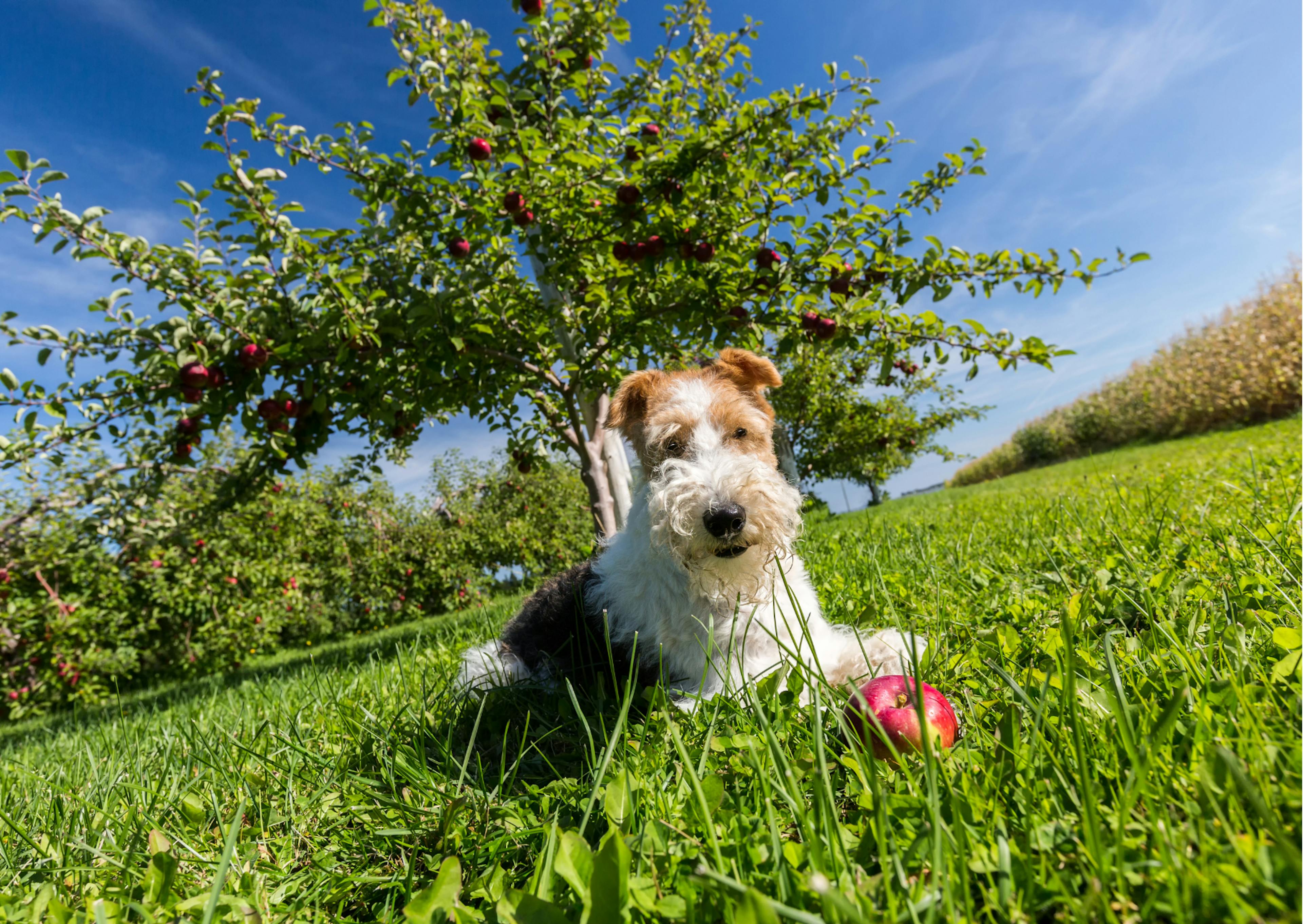 chiens de chasse couché dans l'herbe, il joue avec une balle