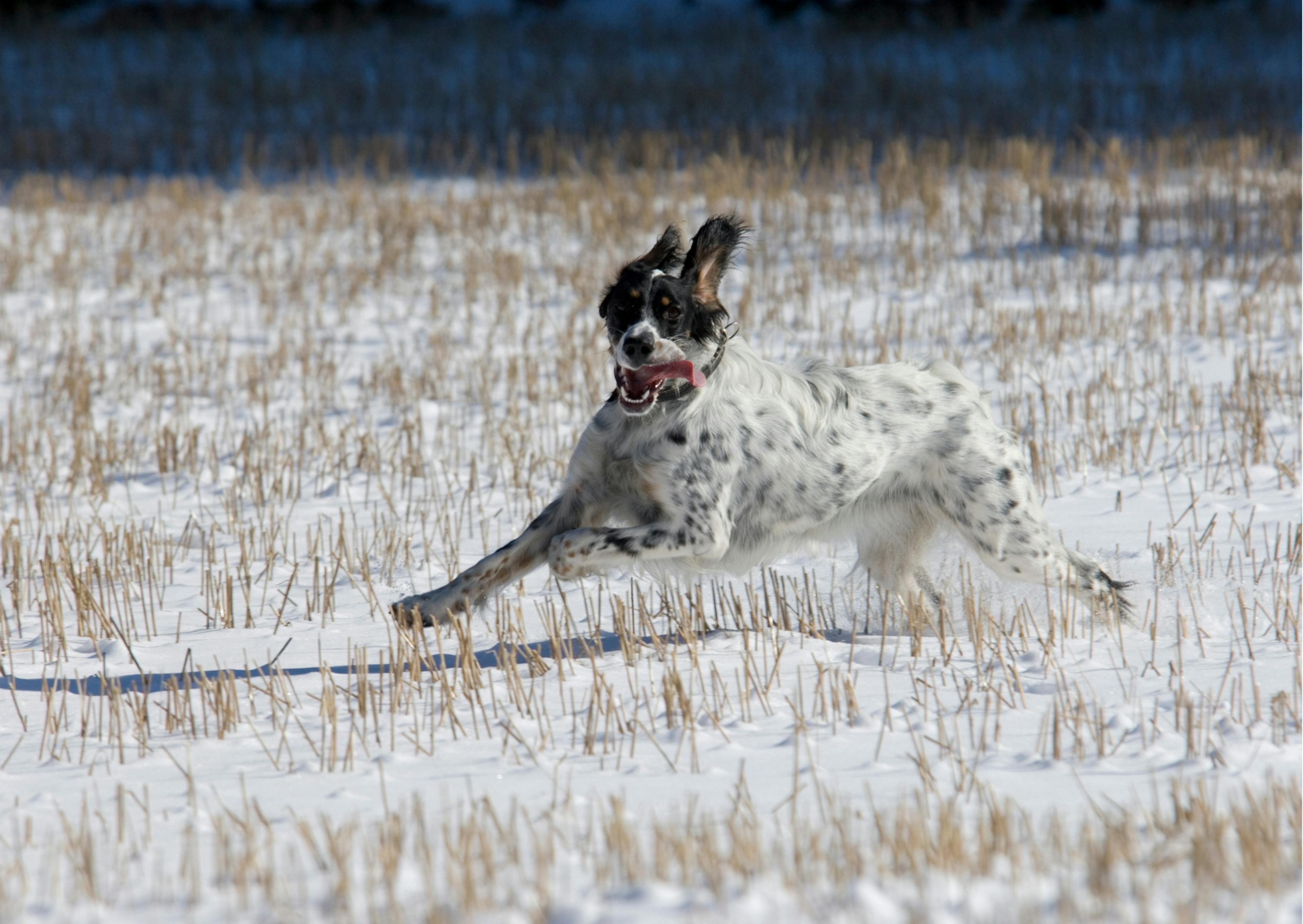 chiens de chasse qui cour à toute vitesse dans la neige 