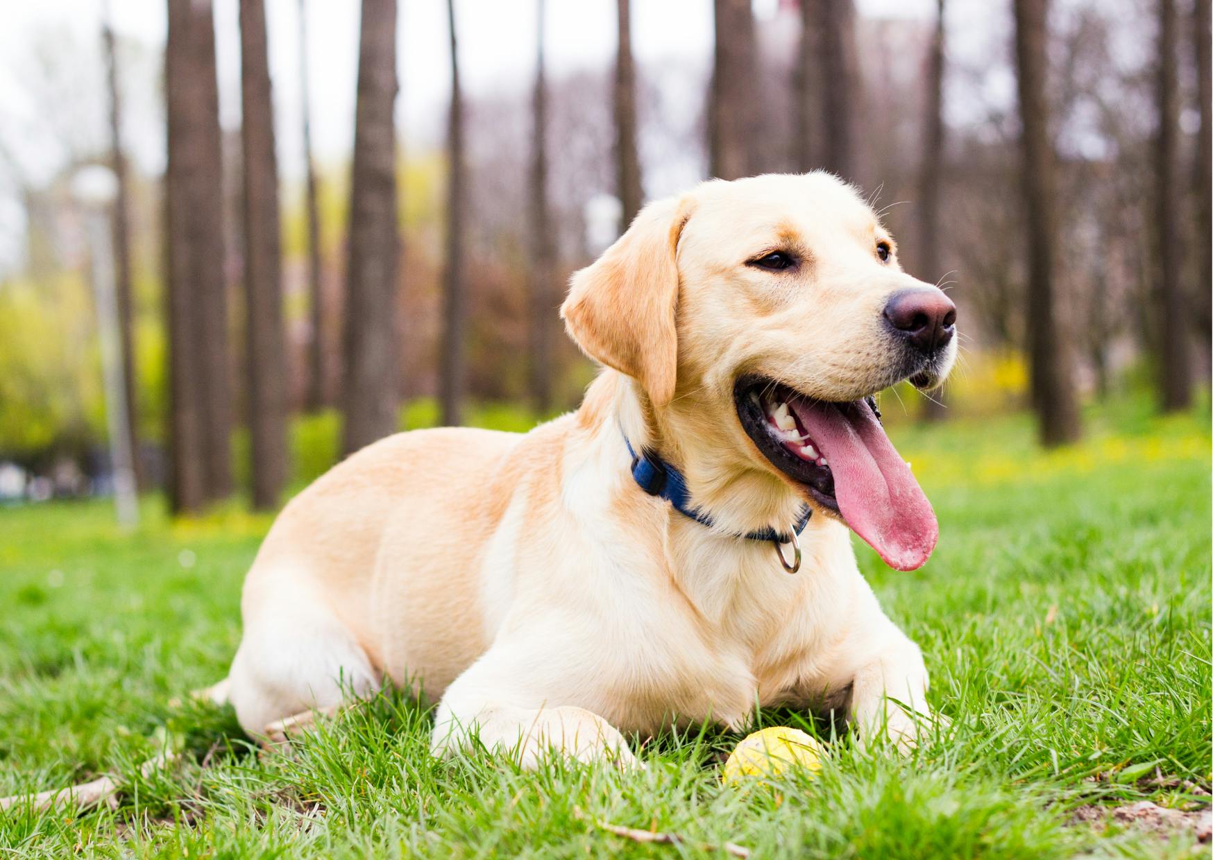 chiens de chasse couché dans l'herbe, il tire la langue