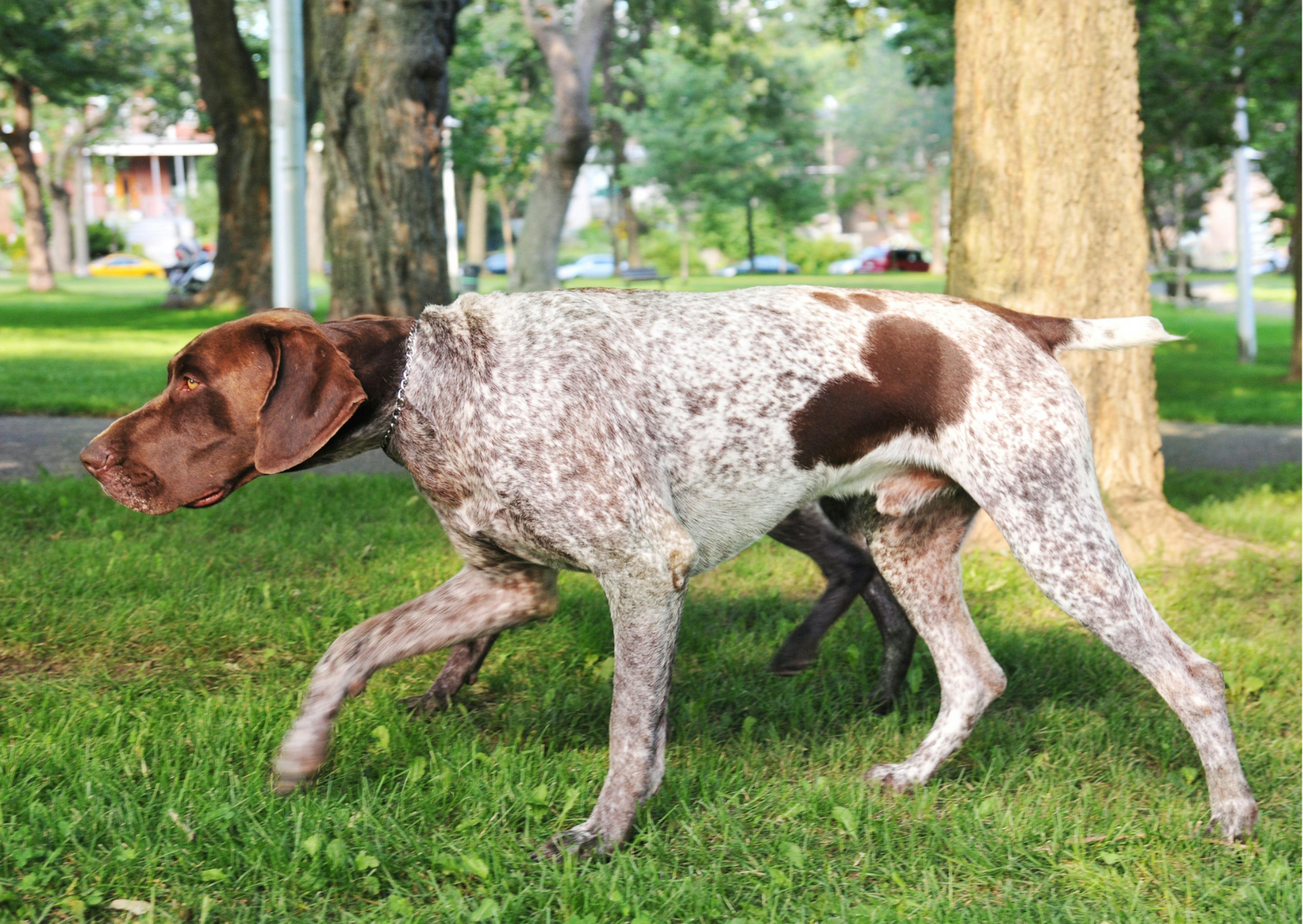 chiens de chasse qui marche doucement près d'un arbre 