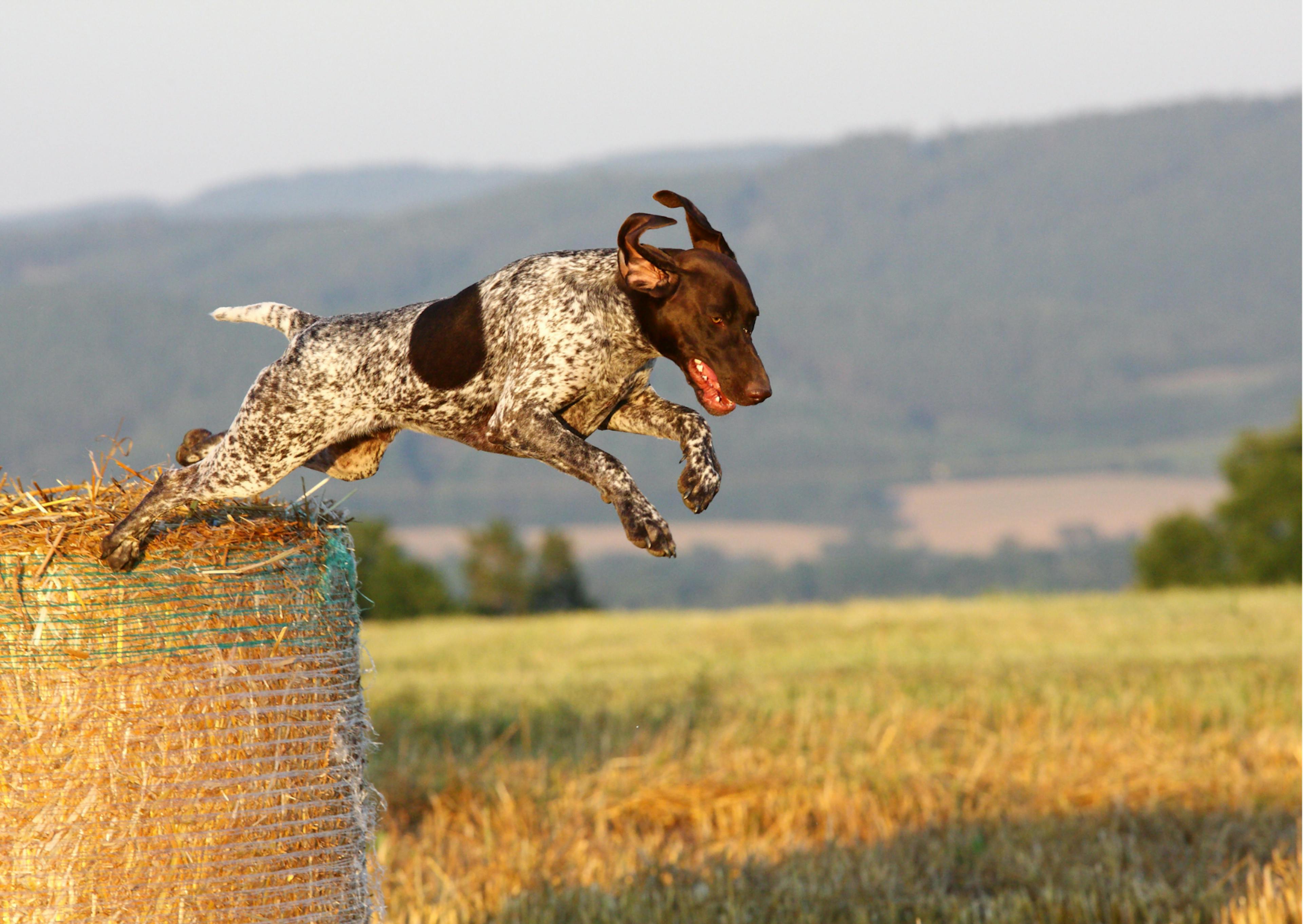 chiens de chasse qui saute d'une meule de foin